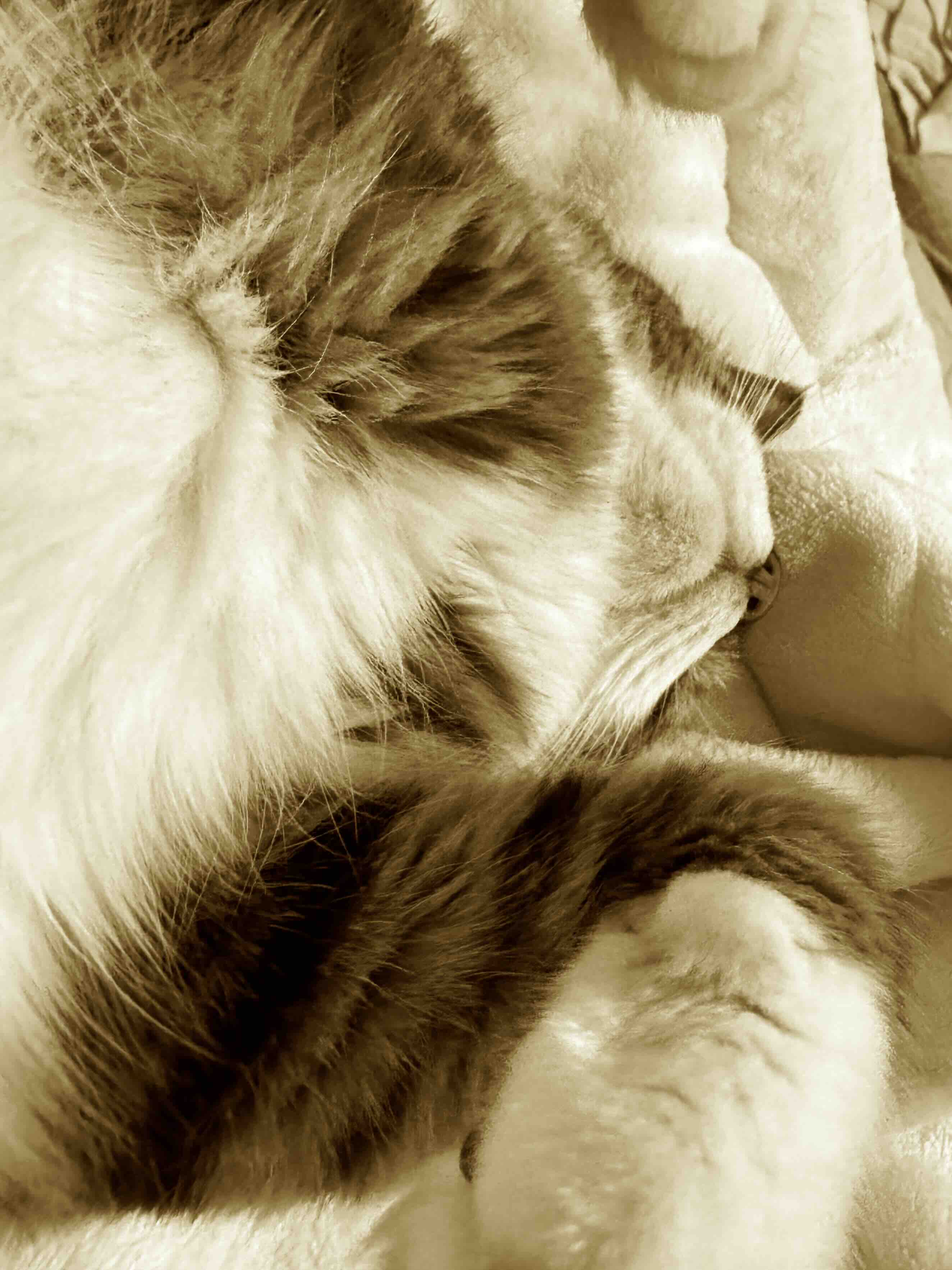 ぽんちょと毛布でお昼寝