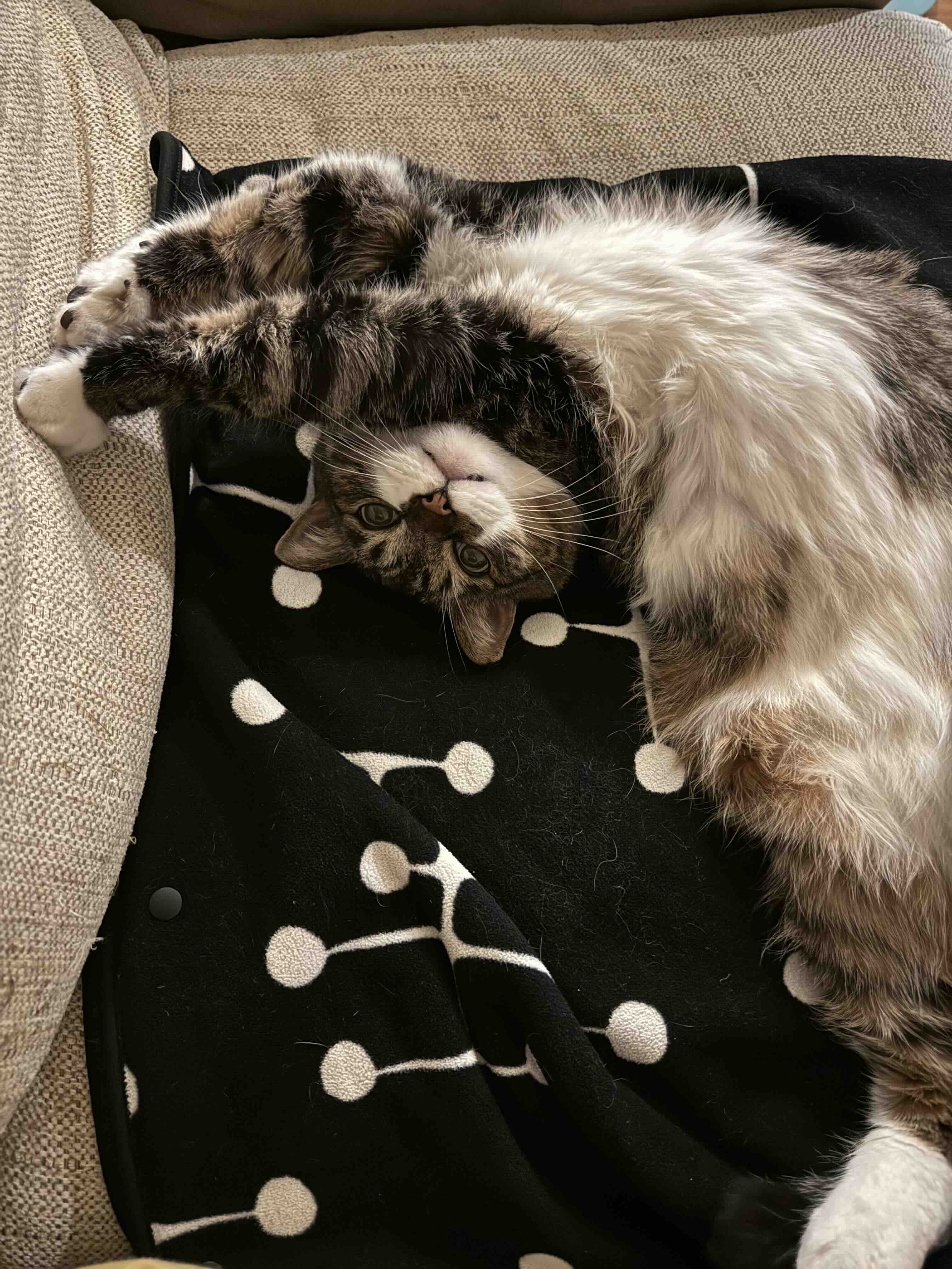 ソファのくつろぎ