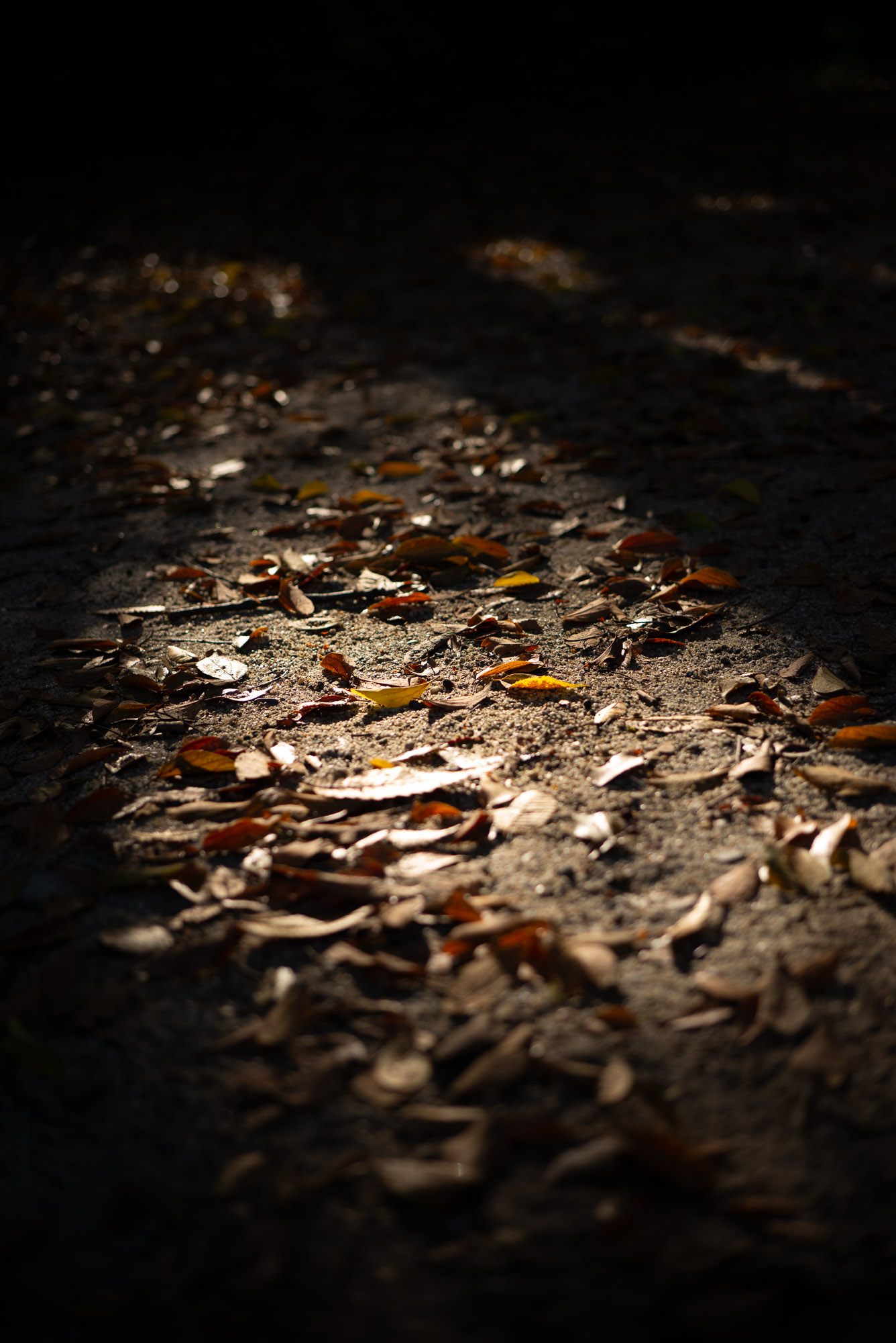 糺の森の落ち葉