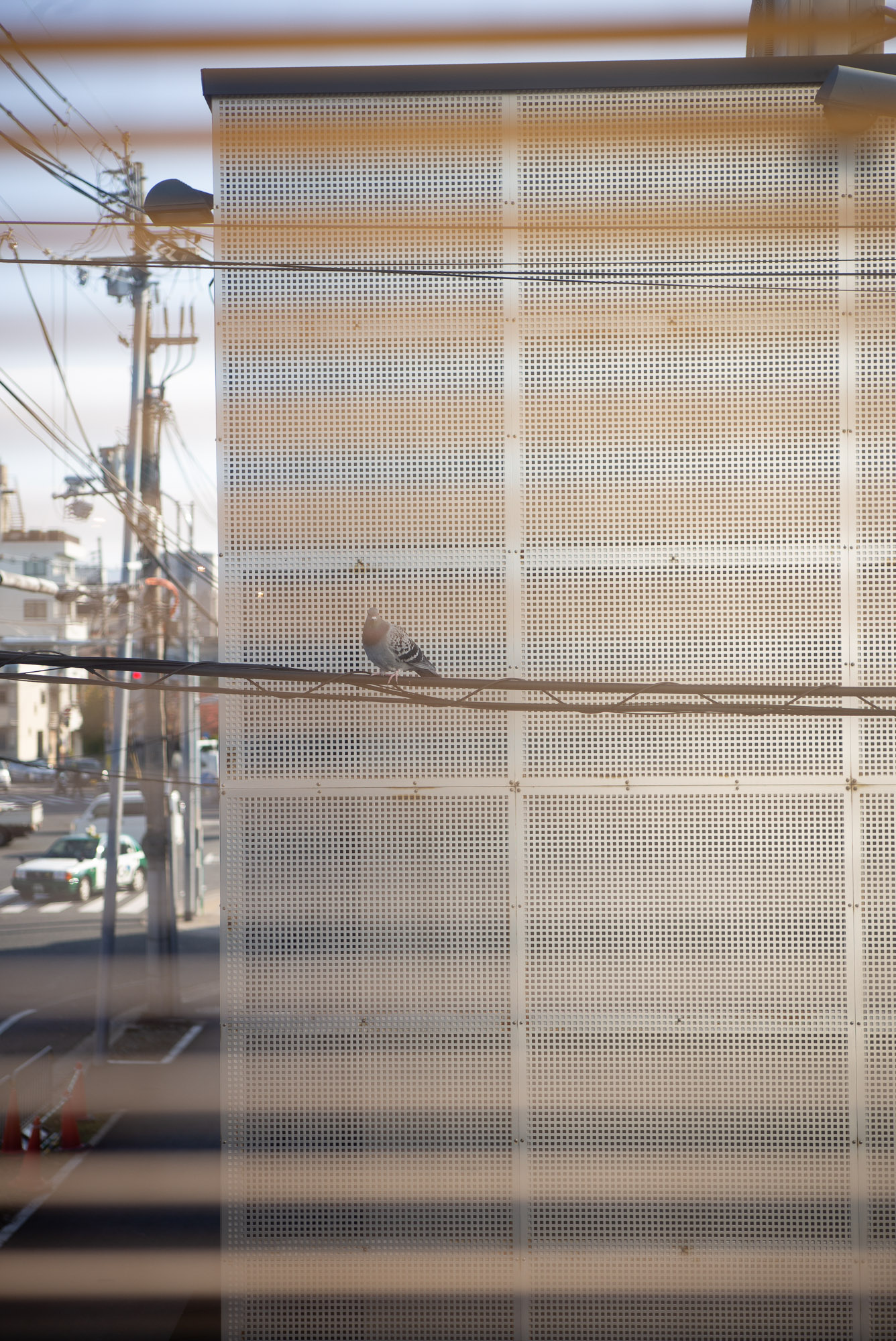 電線の上のハト