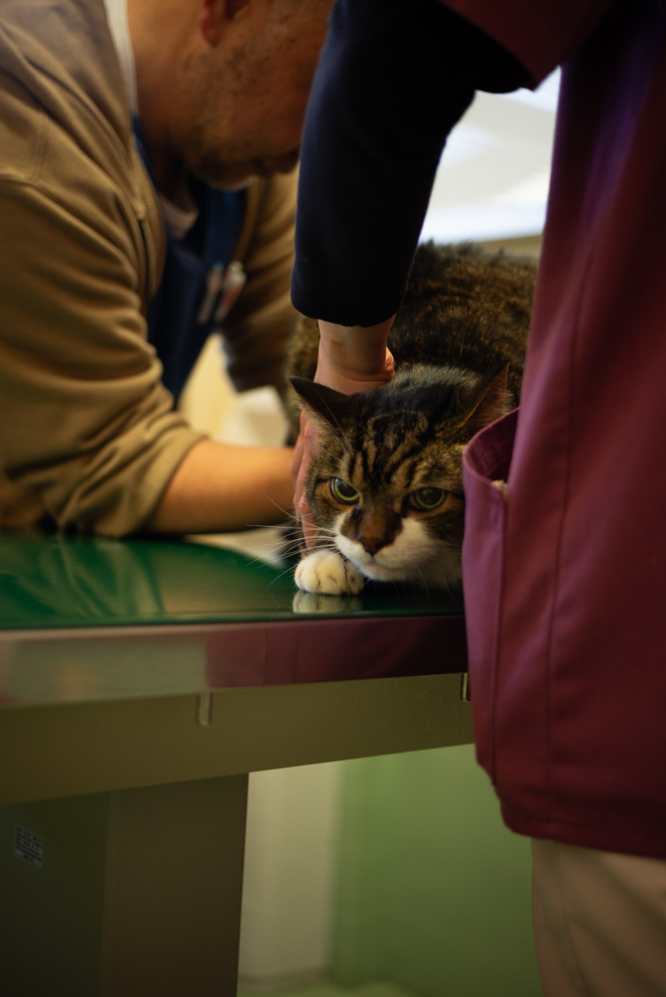 ペロリとするぽんちょ