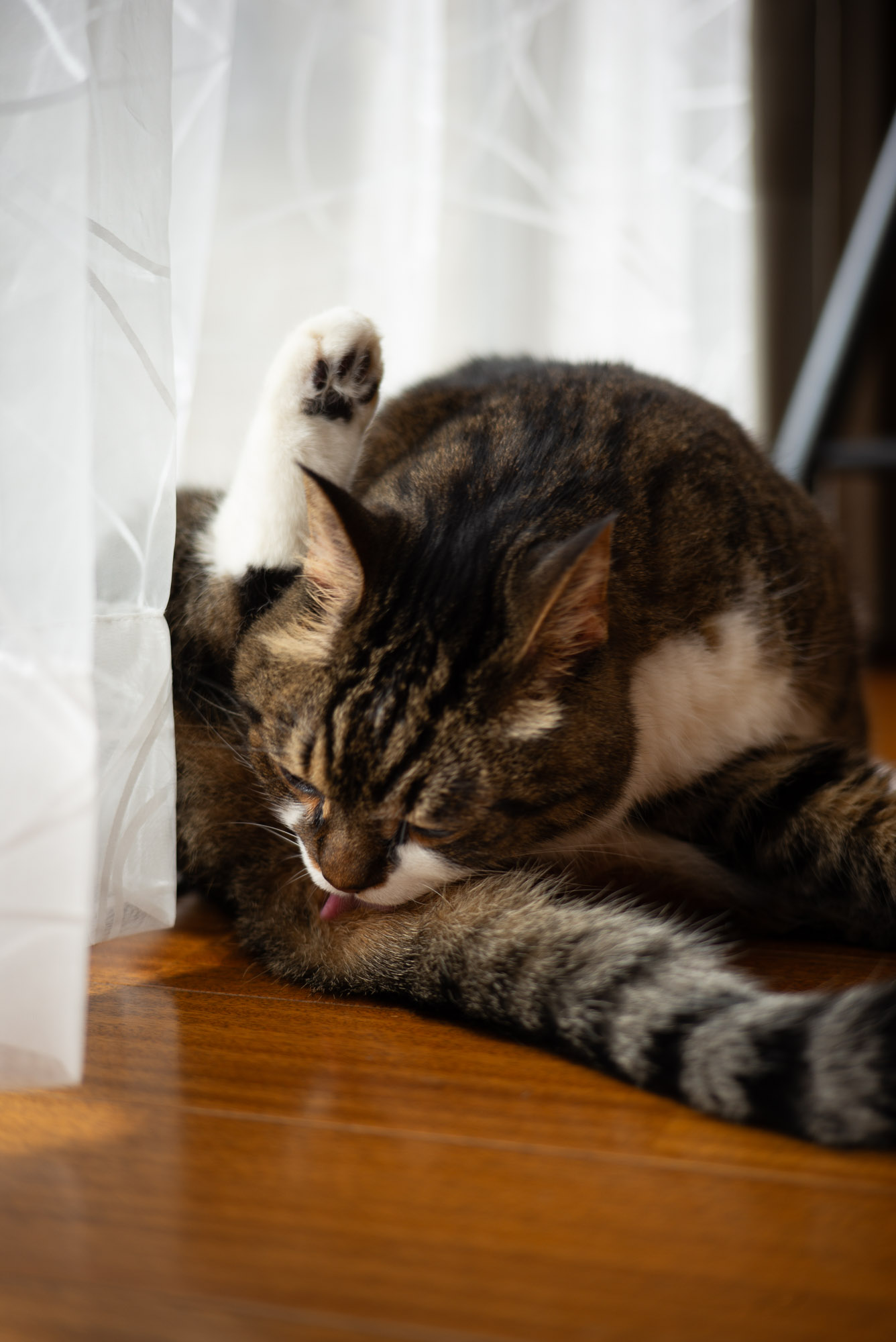 ペロリとするぽんちょ