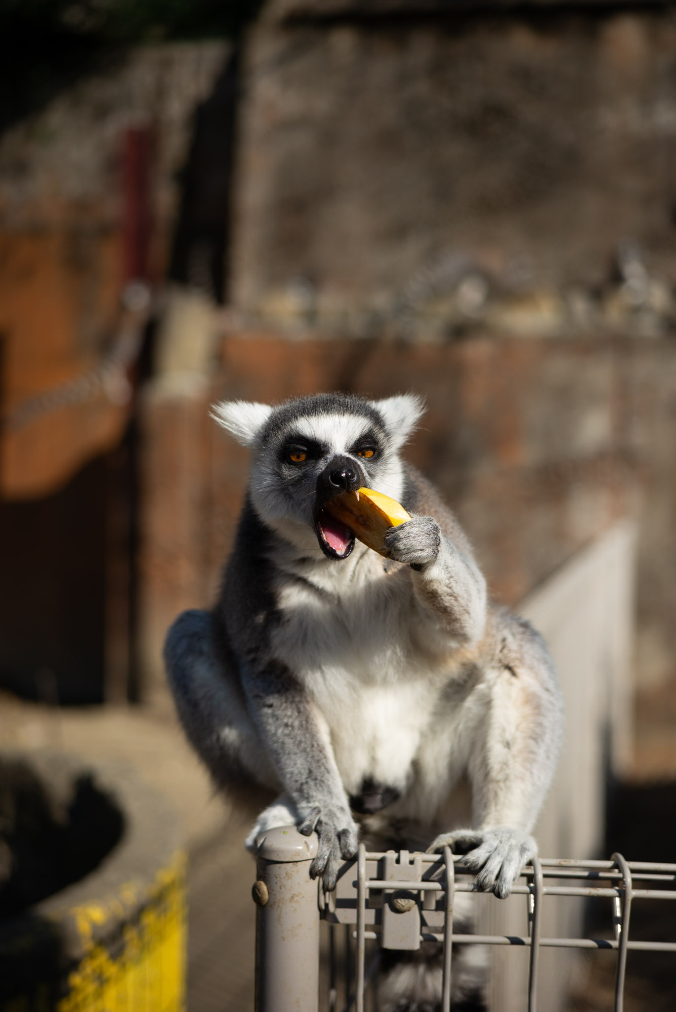 しろとり動物園 ワオキツネザル