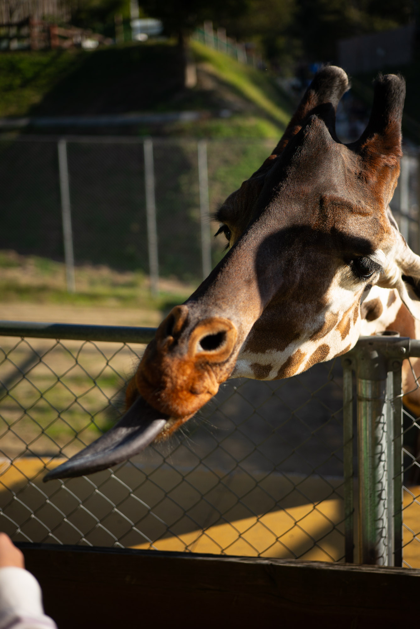 しろとり動物園 キリン