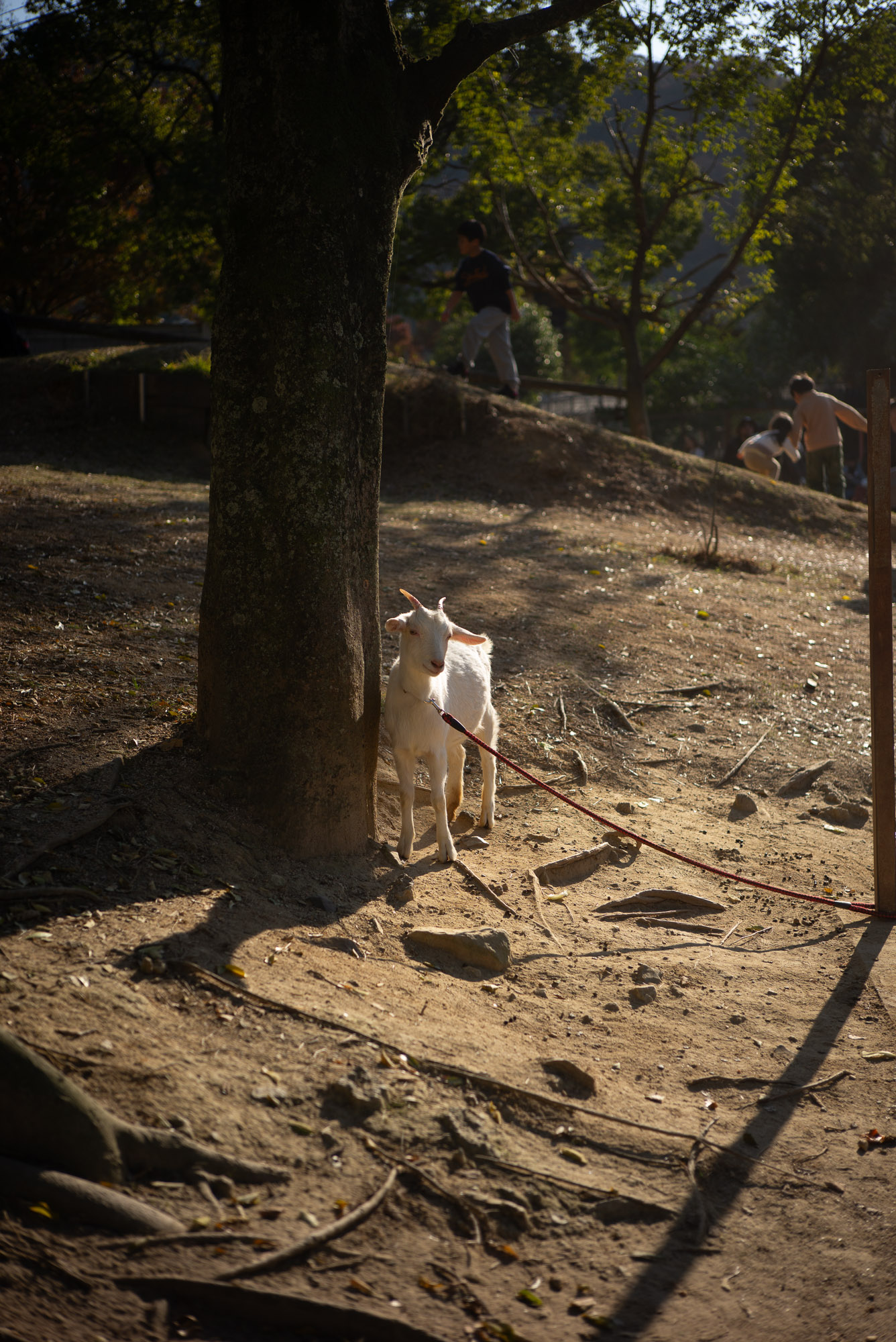 しろとり動物園 ヤギ