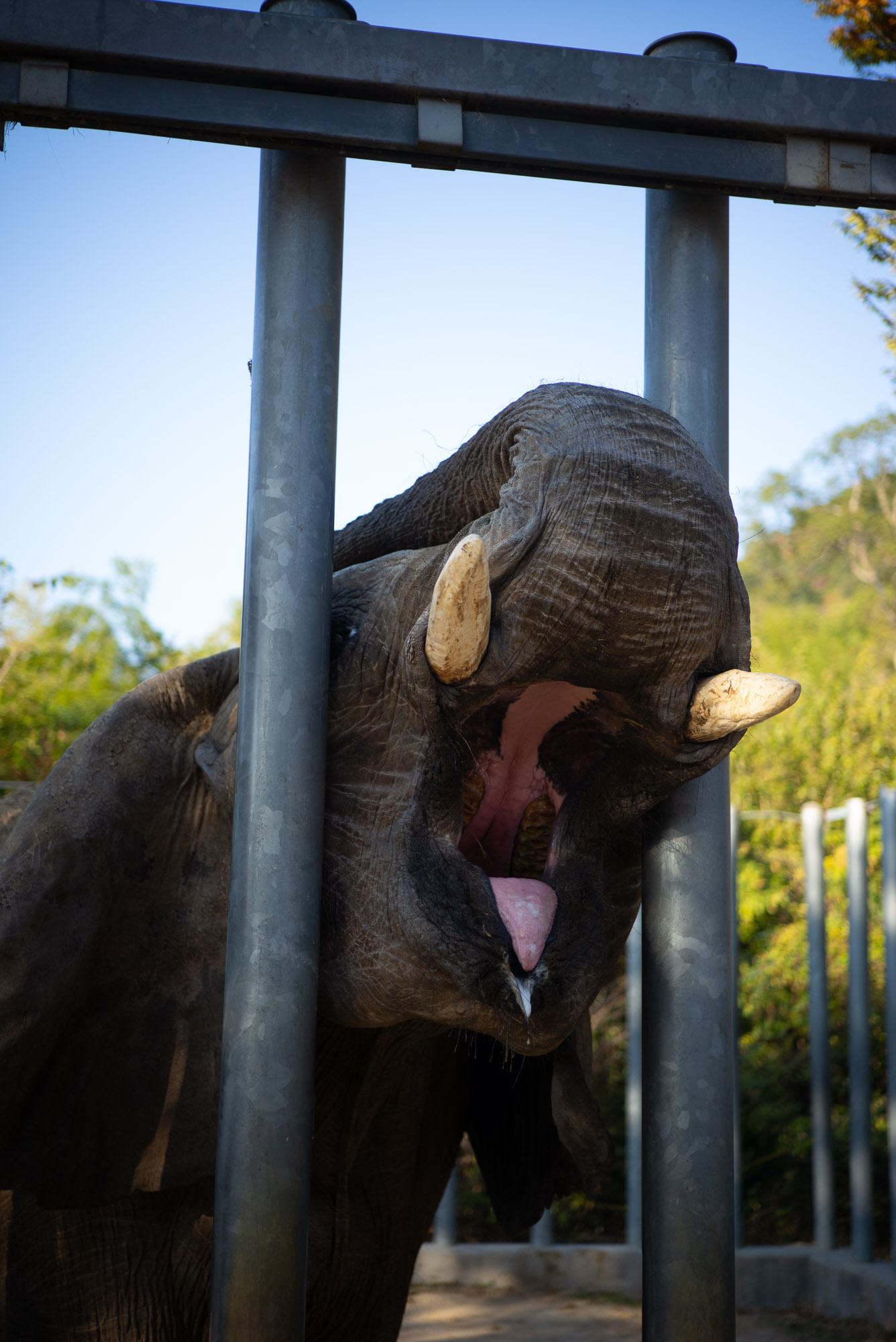 しろとり動物園 ゾウ