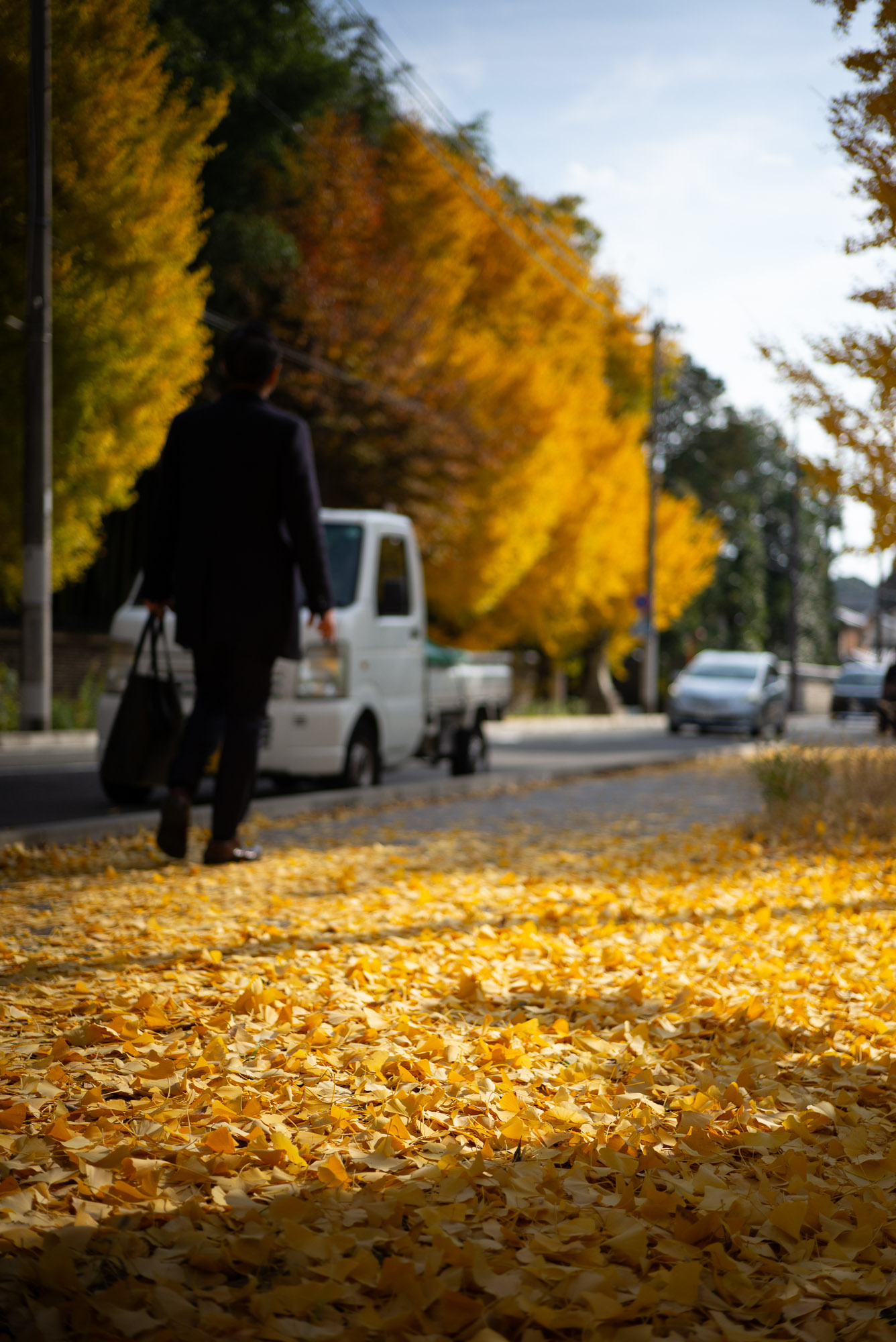 立派なイチョウ