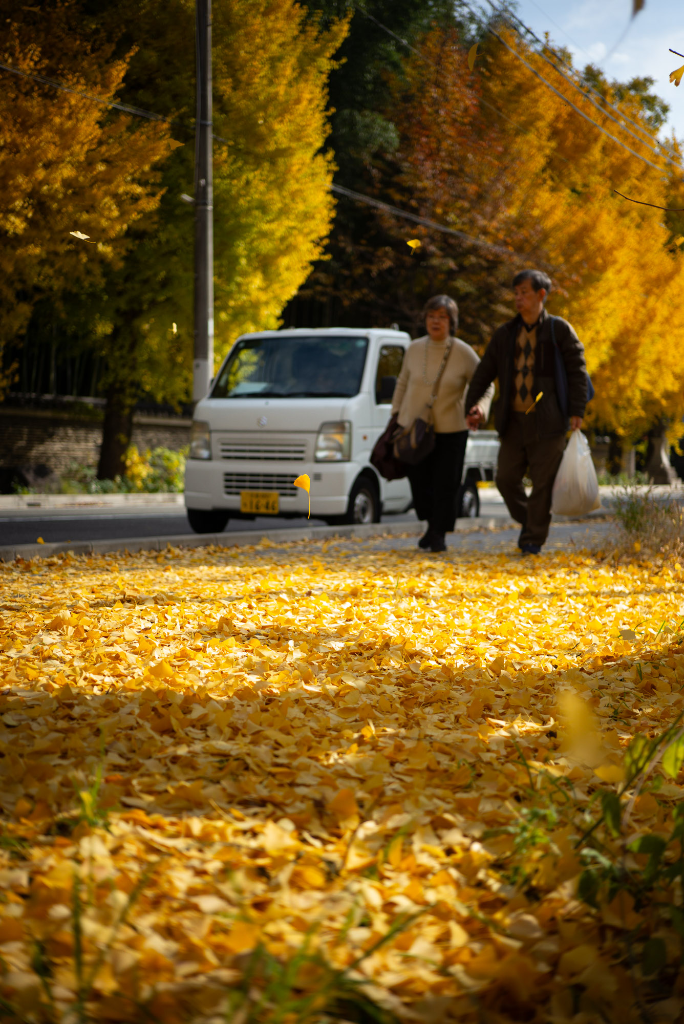 立派なイチョウ