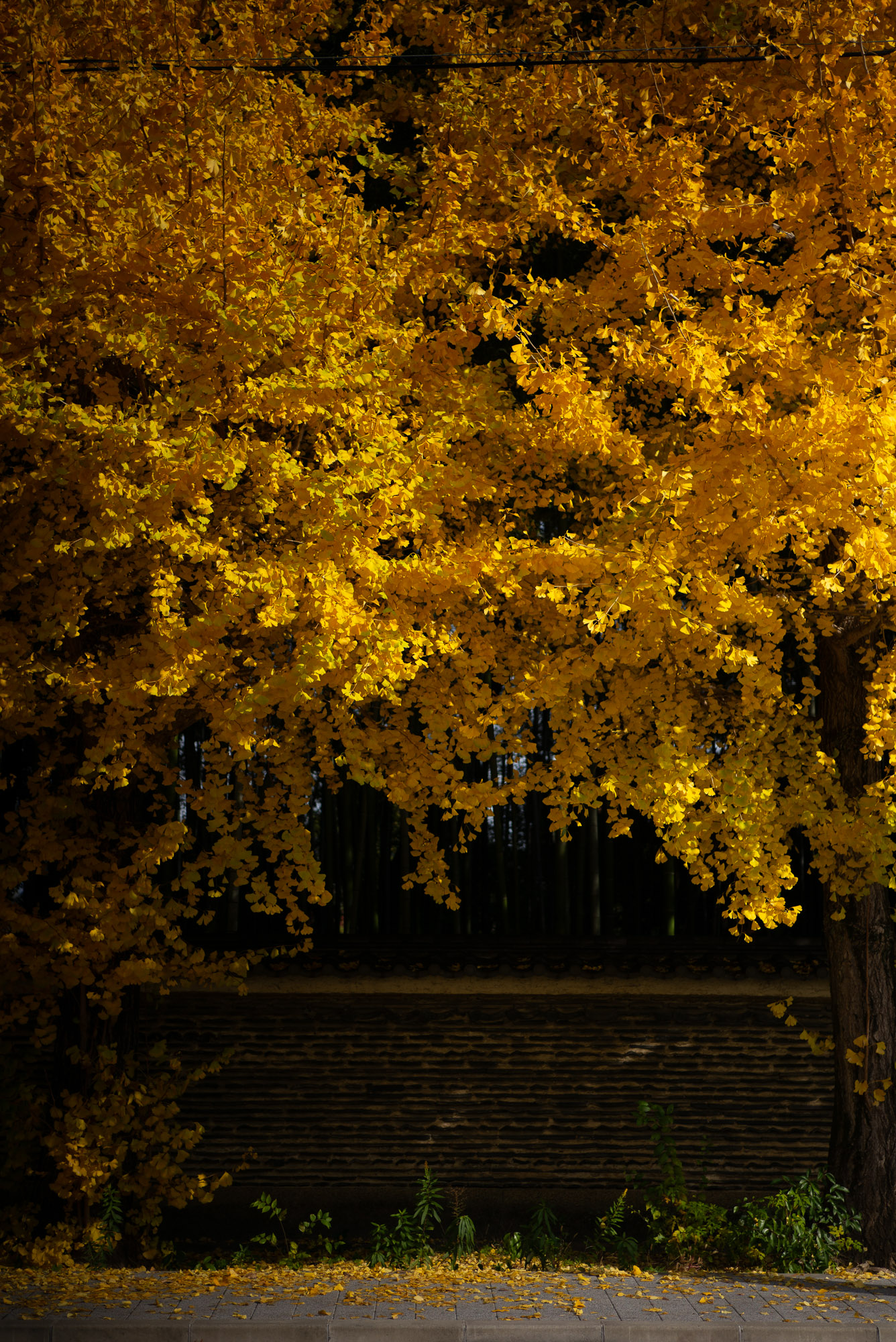 立派なイチョウ