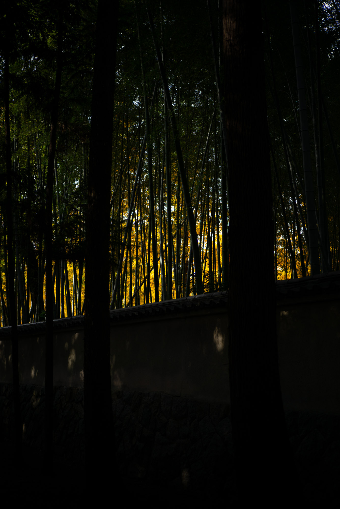 竹藪越しのイチョウ