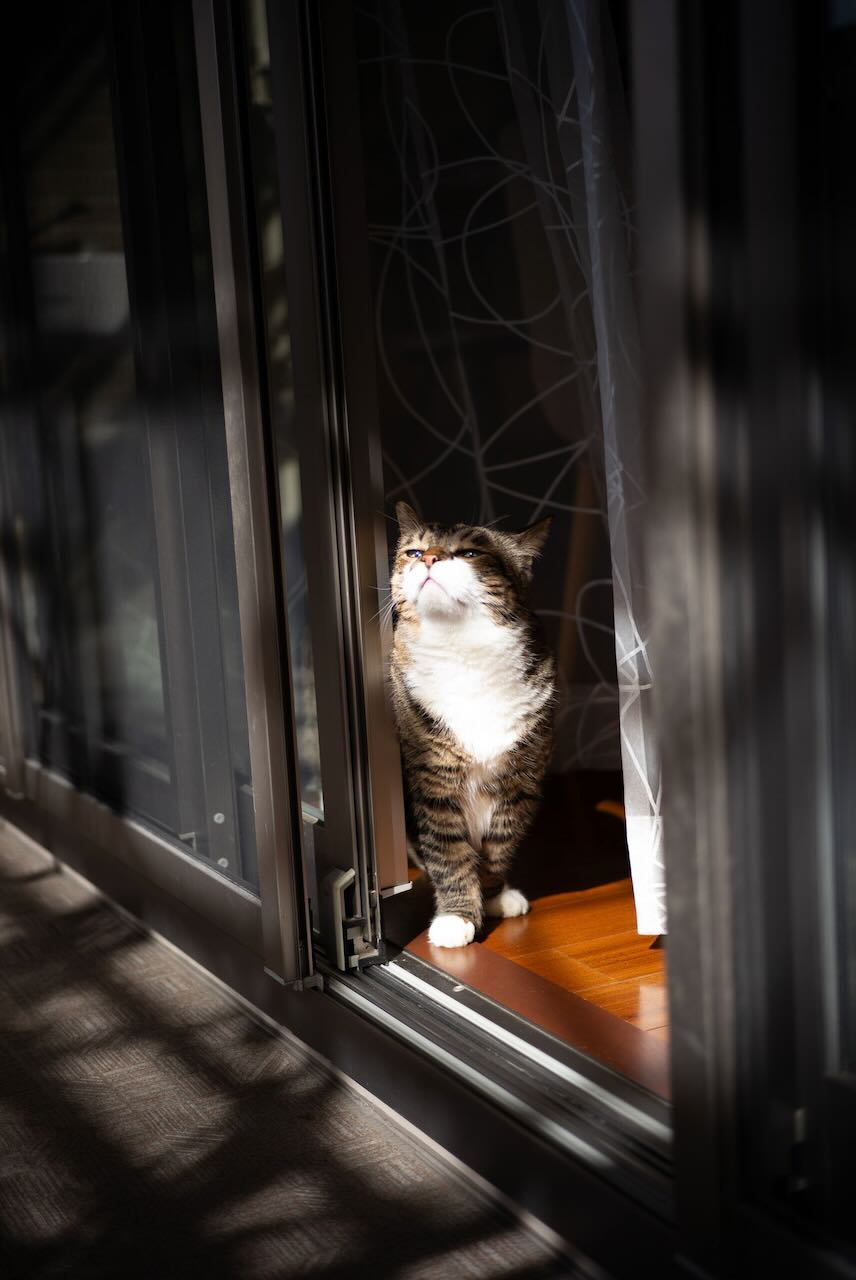 ぽんちょ、久しぶりのお日様