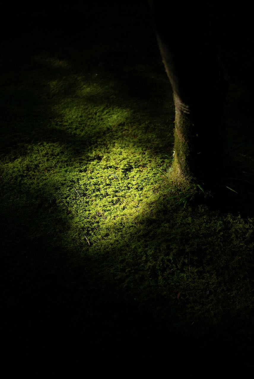 苔の陰影