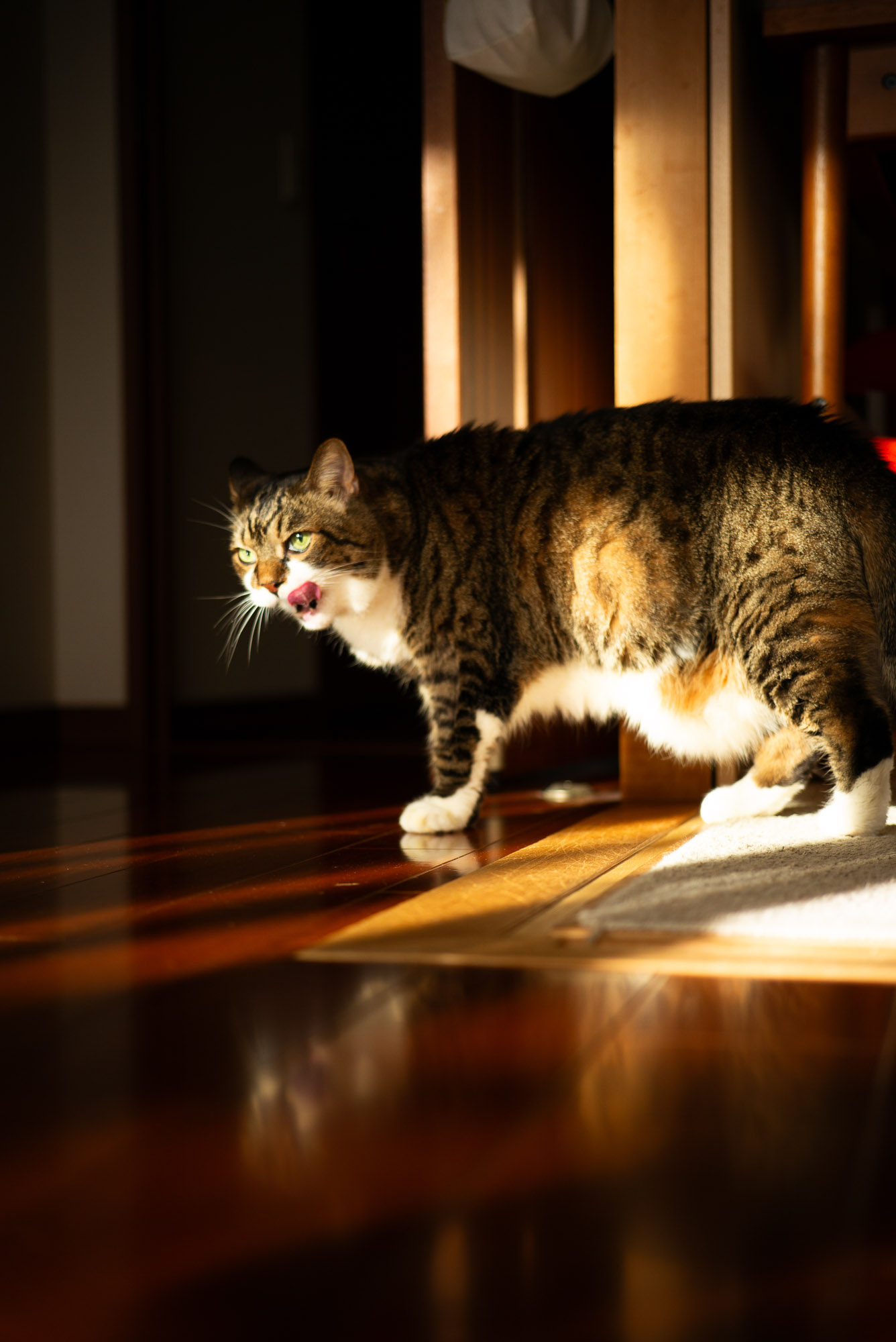 熊っぽいぽんちょ