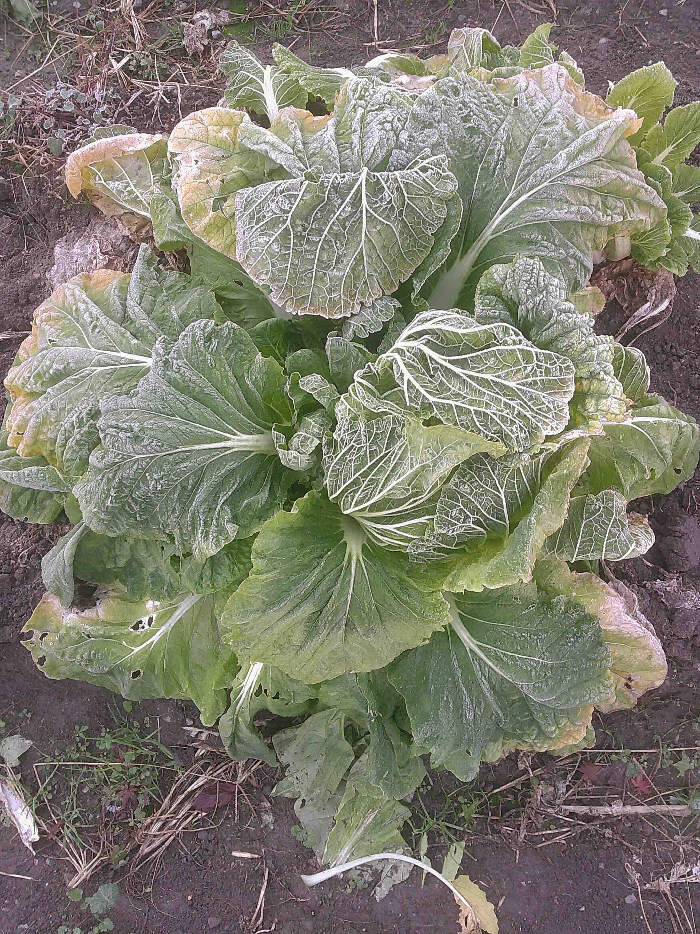 霜が降りた日の白菜