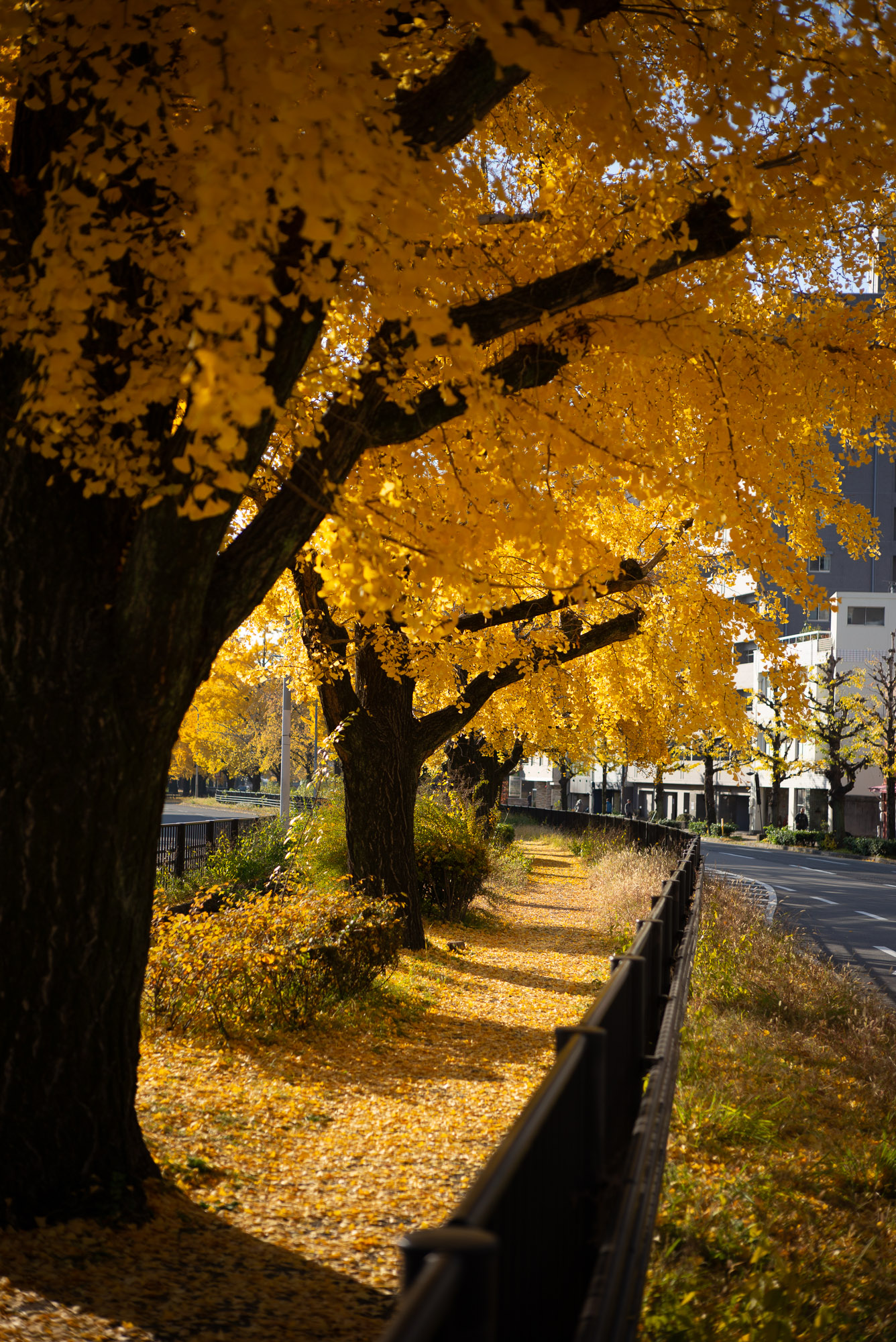 堀川通のイチョウ並木