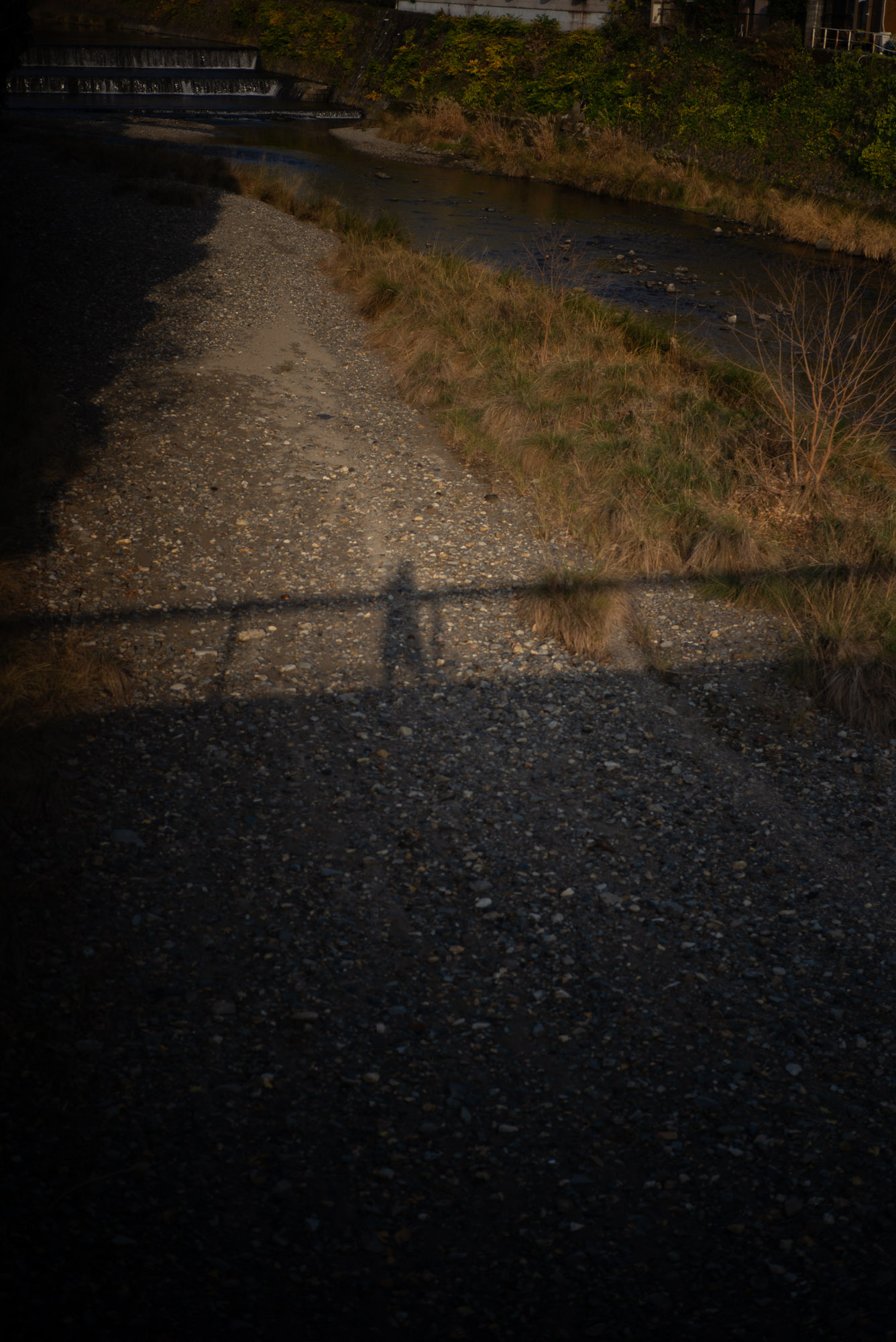 夕日を浴びて ご飯を待つぽんちょ