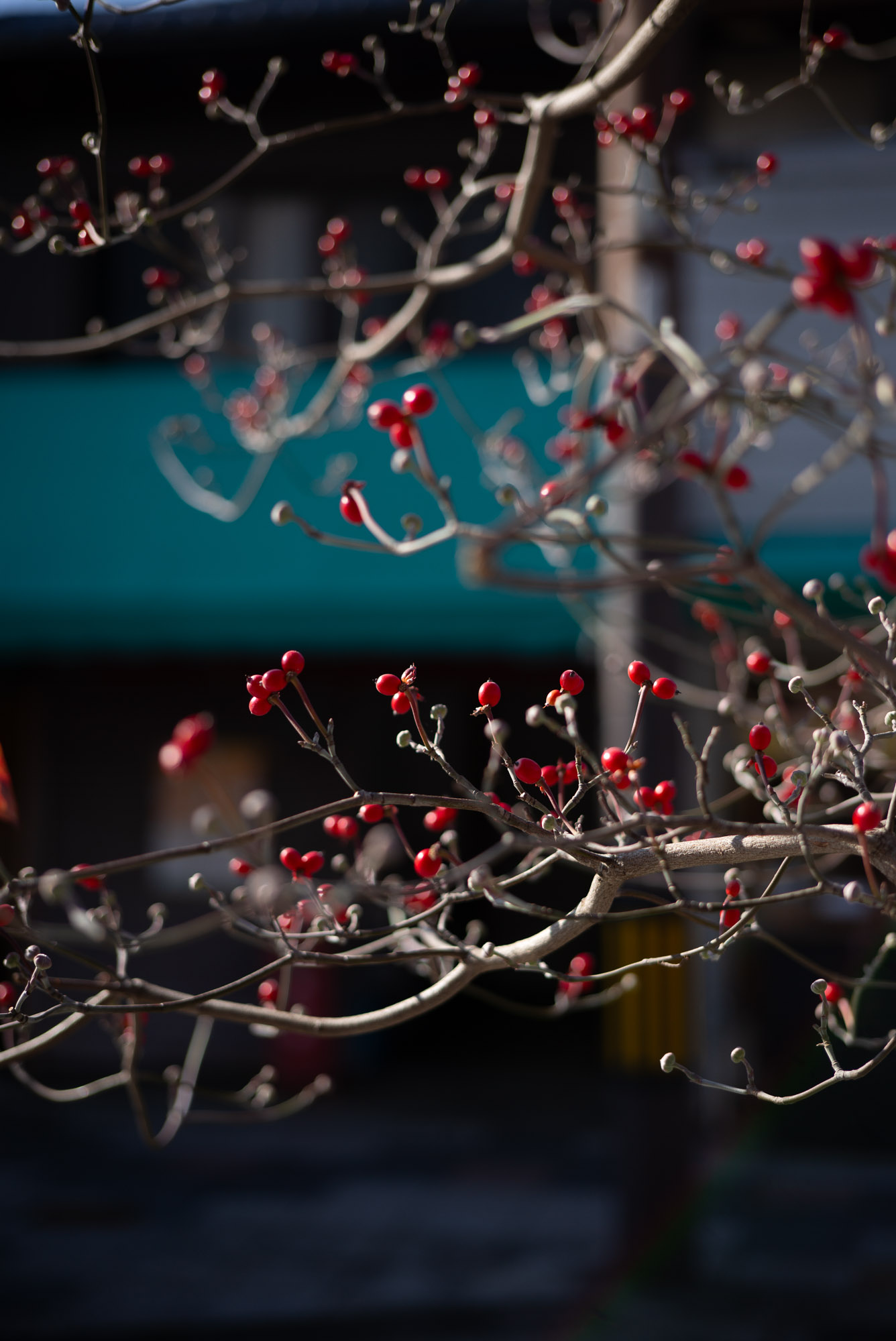 商店街の赤い実