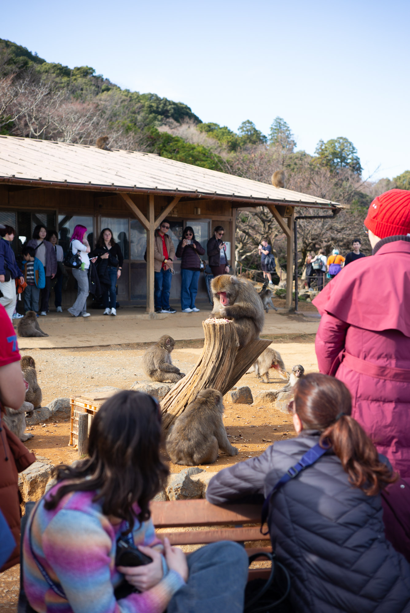 嵐山モンキーパークのお猿さん