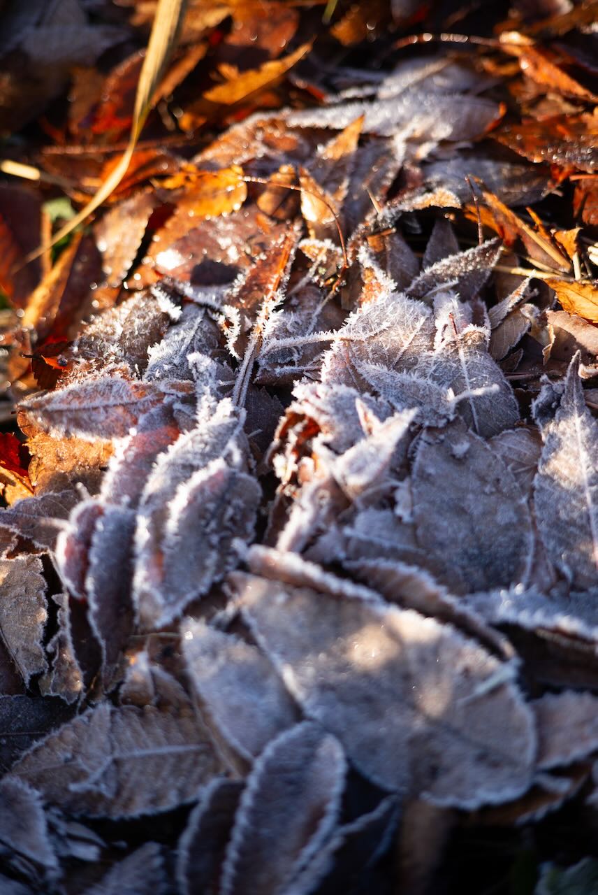霜の降りた落ち葉