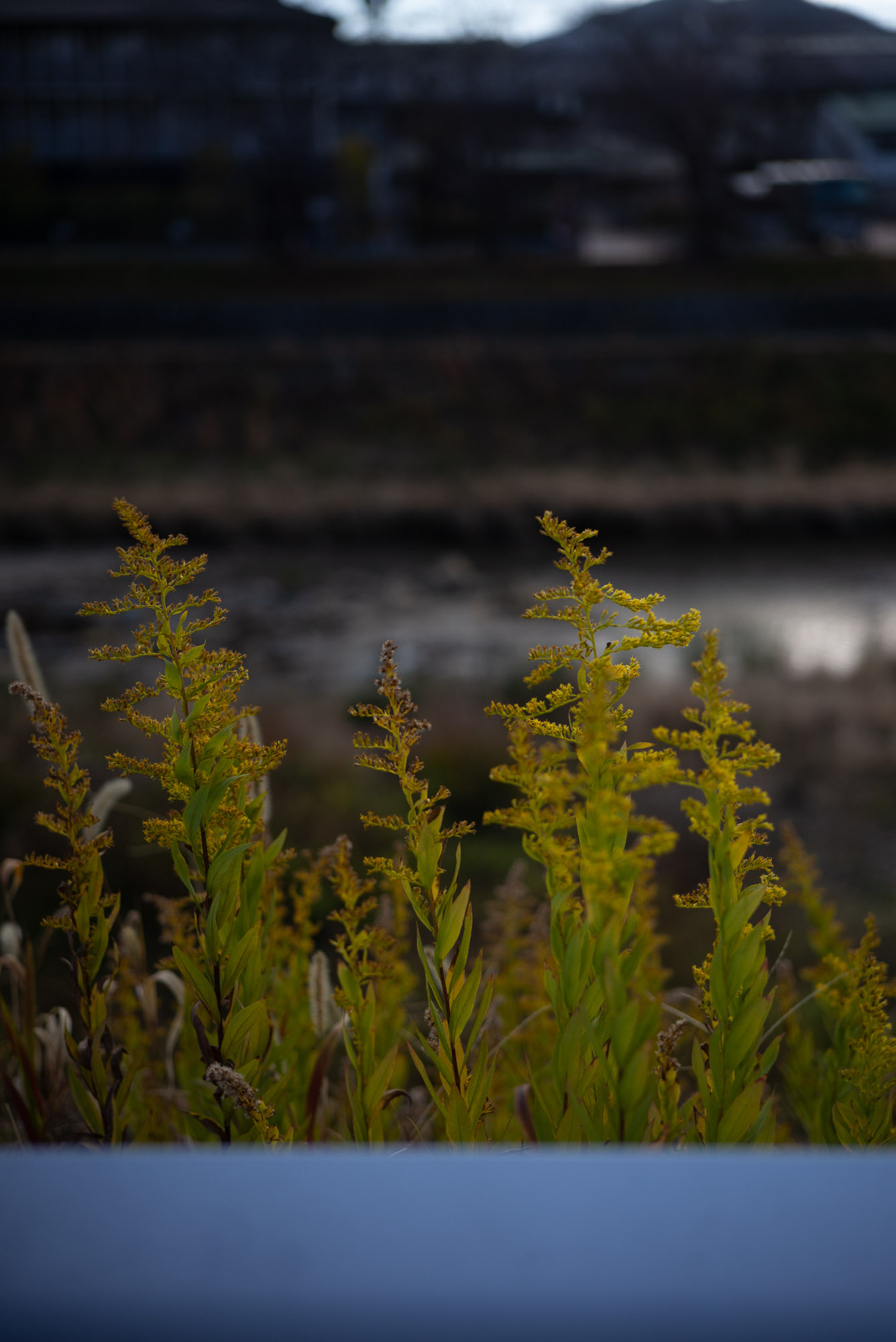 クローバー家族