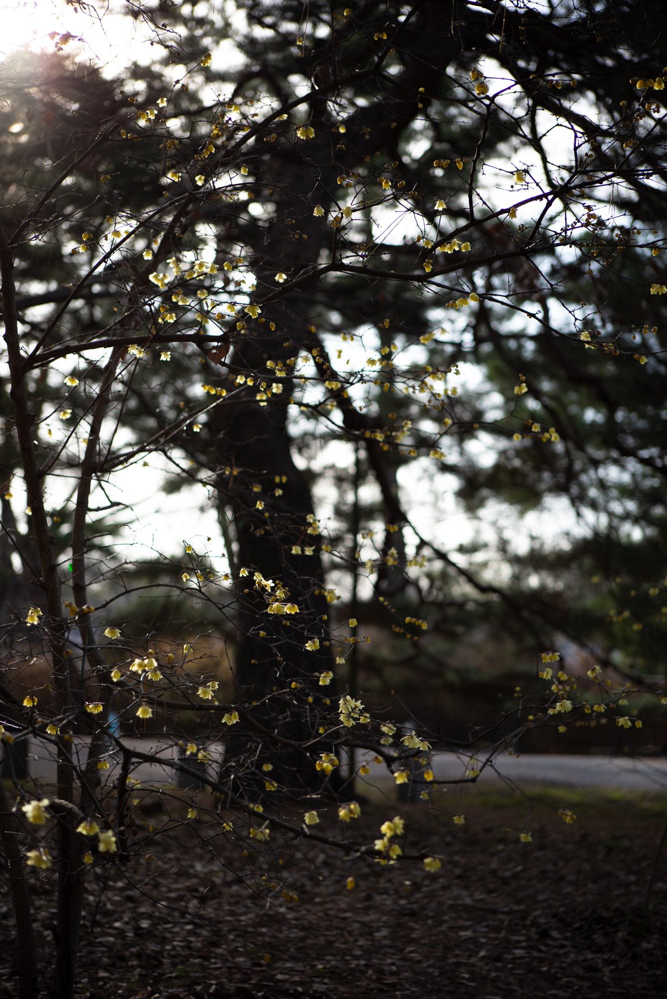 京都御所の蝋梅