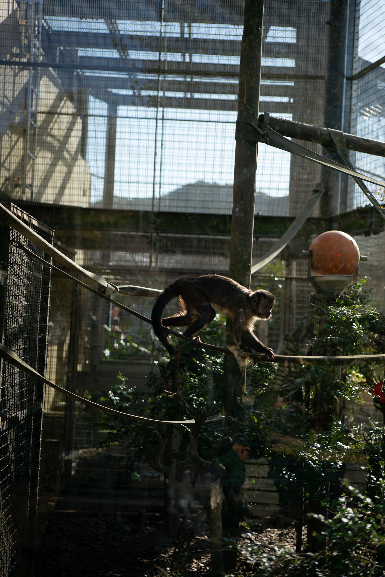 京都市動物園のお猿さん