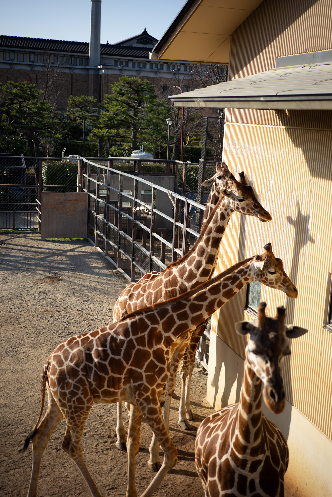 京都市動物園のキリン