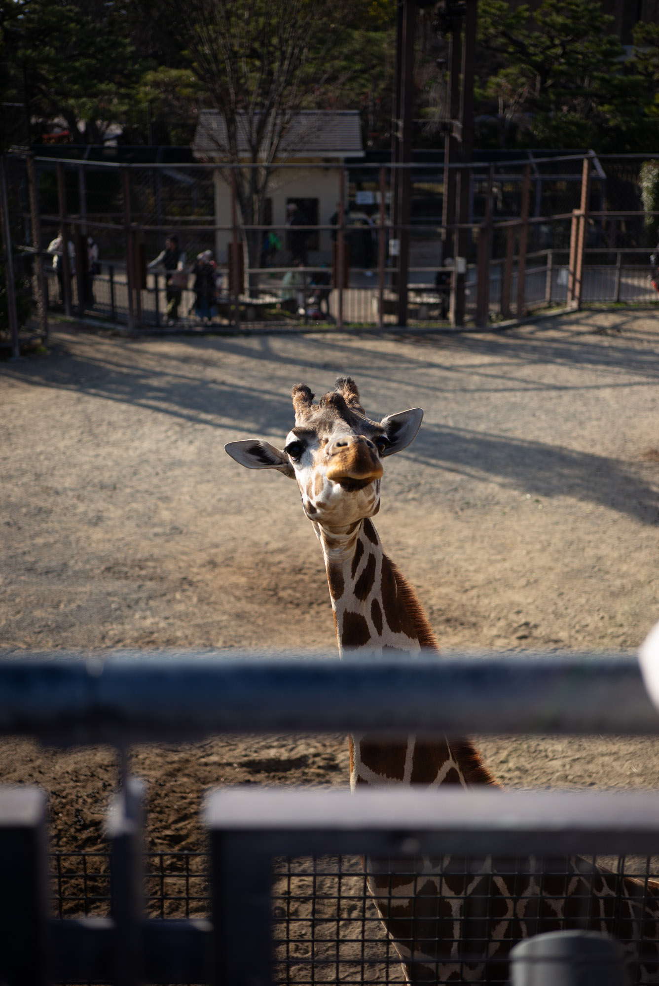 京都市動物園のキリン