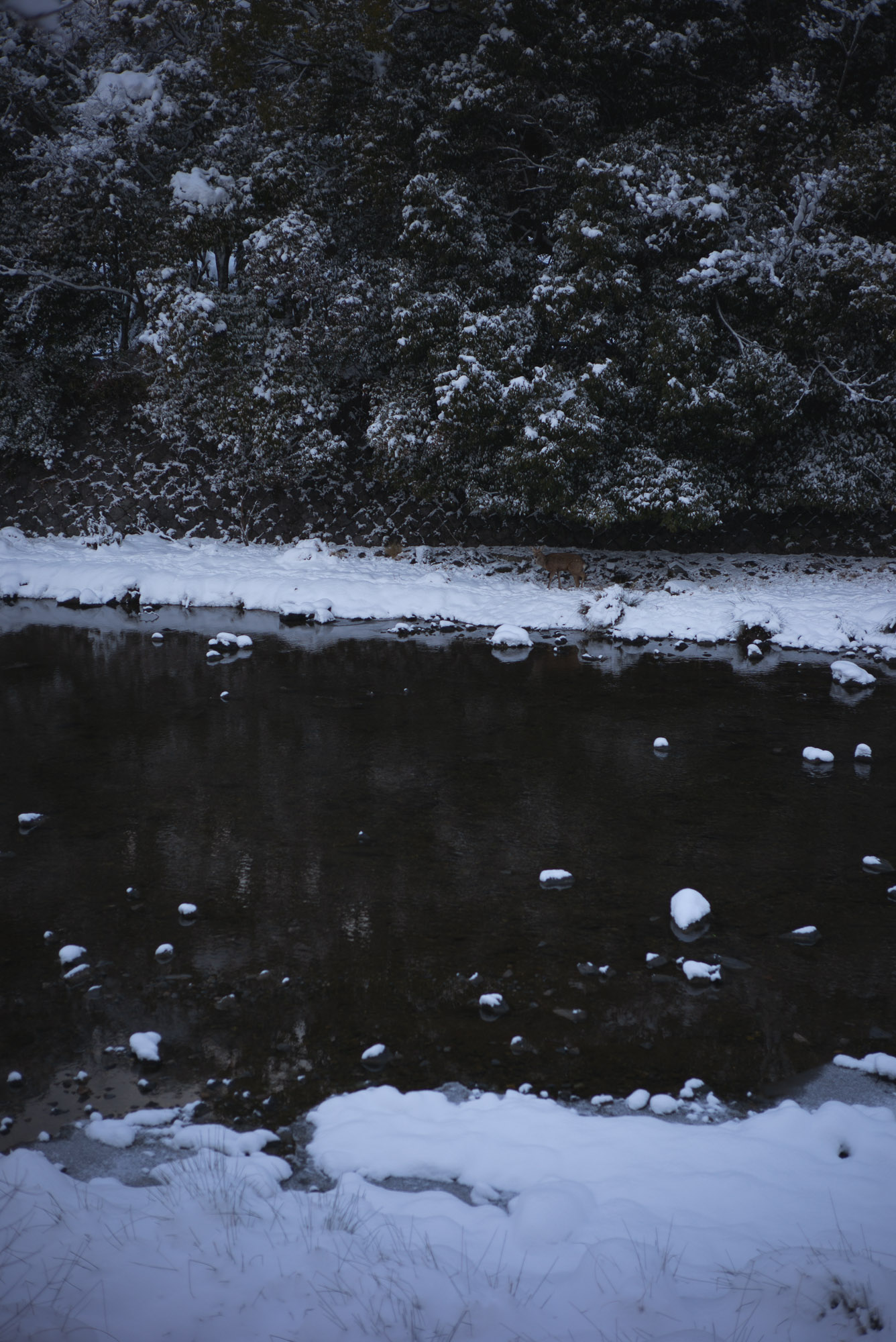 大雪の翌日の高野川と鹿