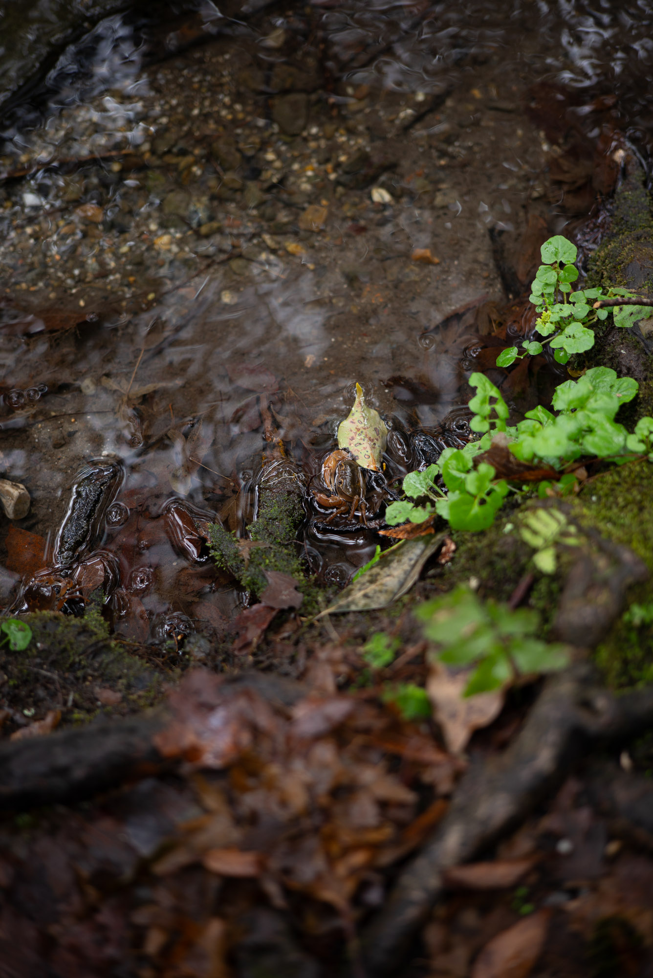 下鴨神社 糺の森のカニ