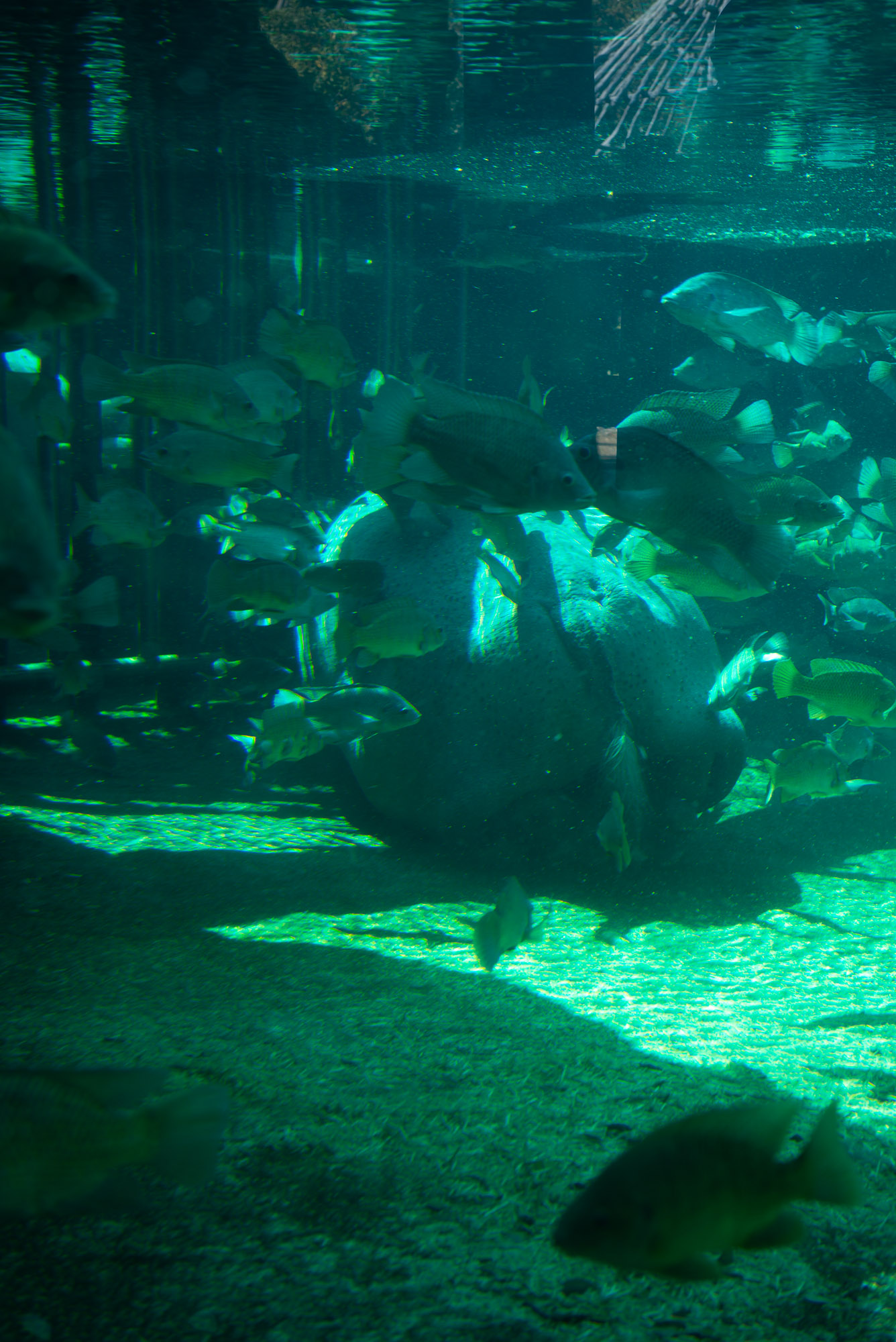 天王寺動物園 水中のカバとナイルピラティア