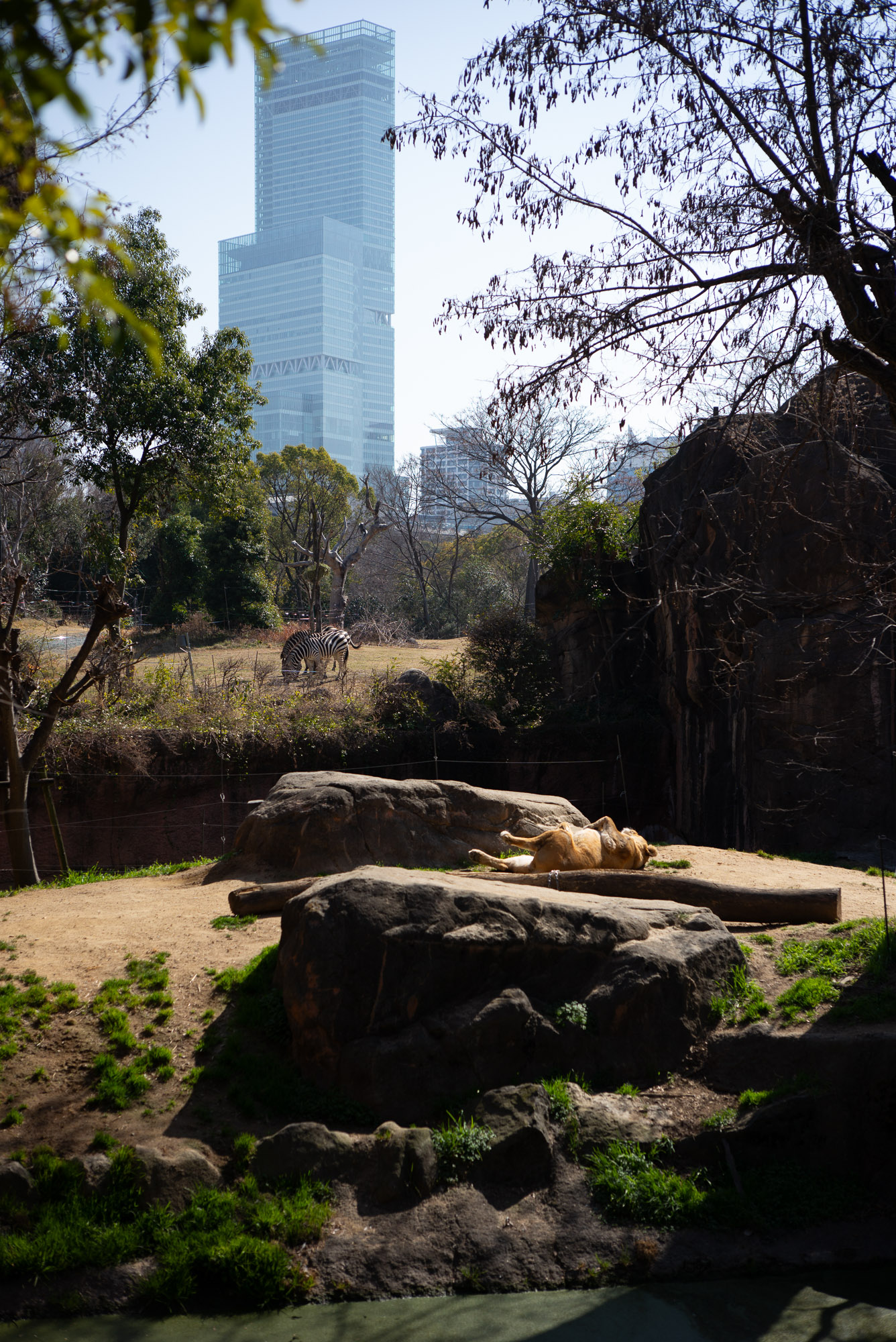 天王寺動物園 水中のカバとナイルピラティア