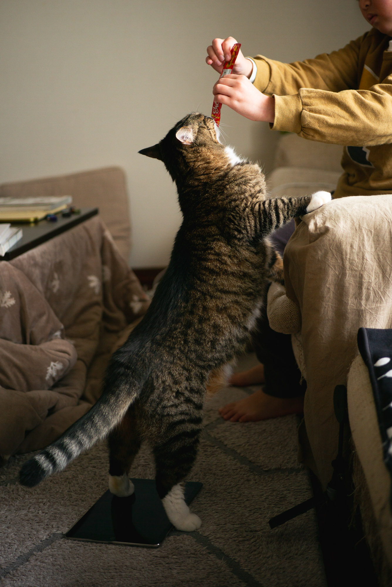 チュールタイム