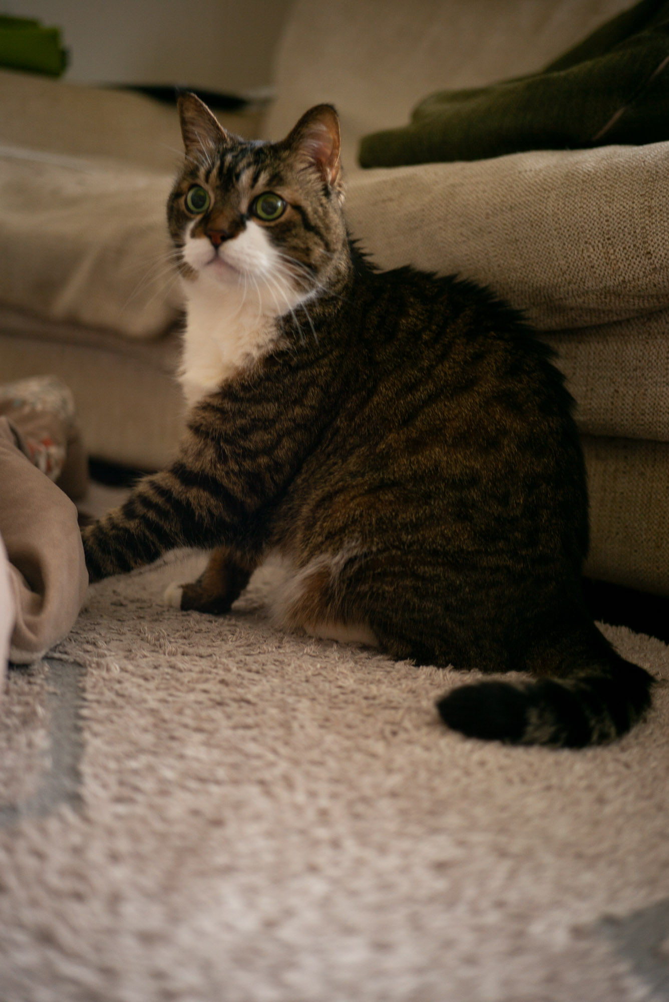 チュールタイム