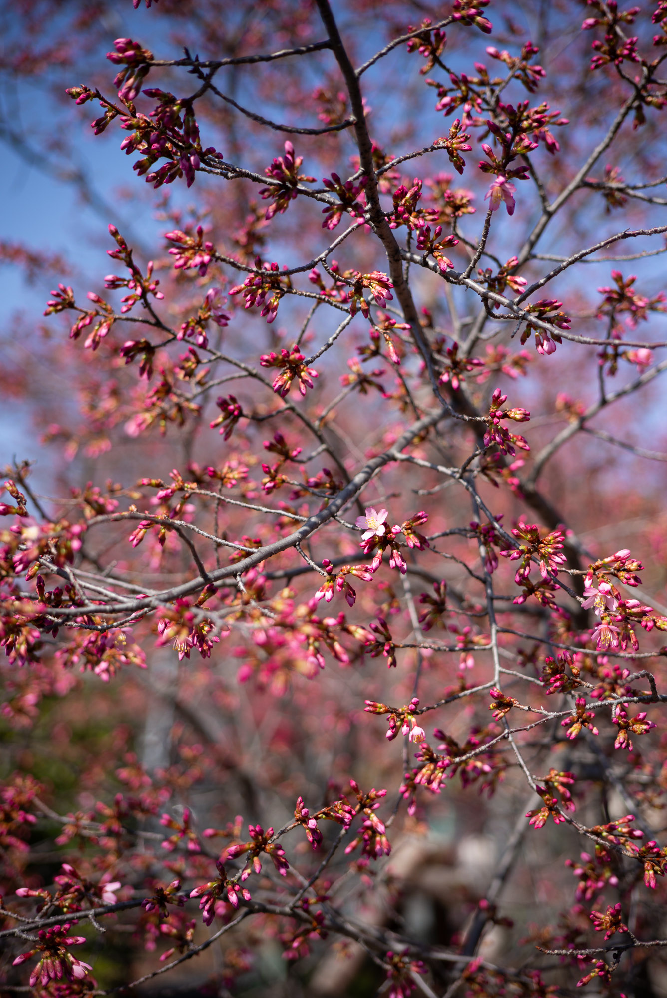 長徳寺のおかめ桜 つぼみ