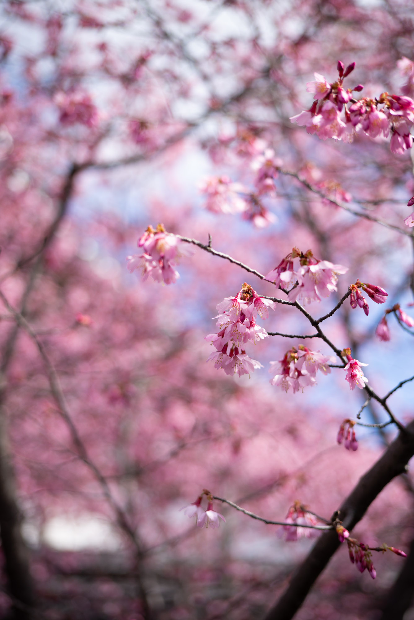 長徳寺 おかめ桜