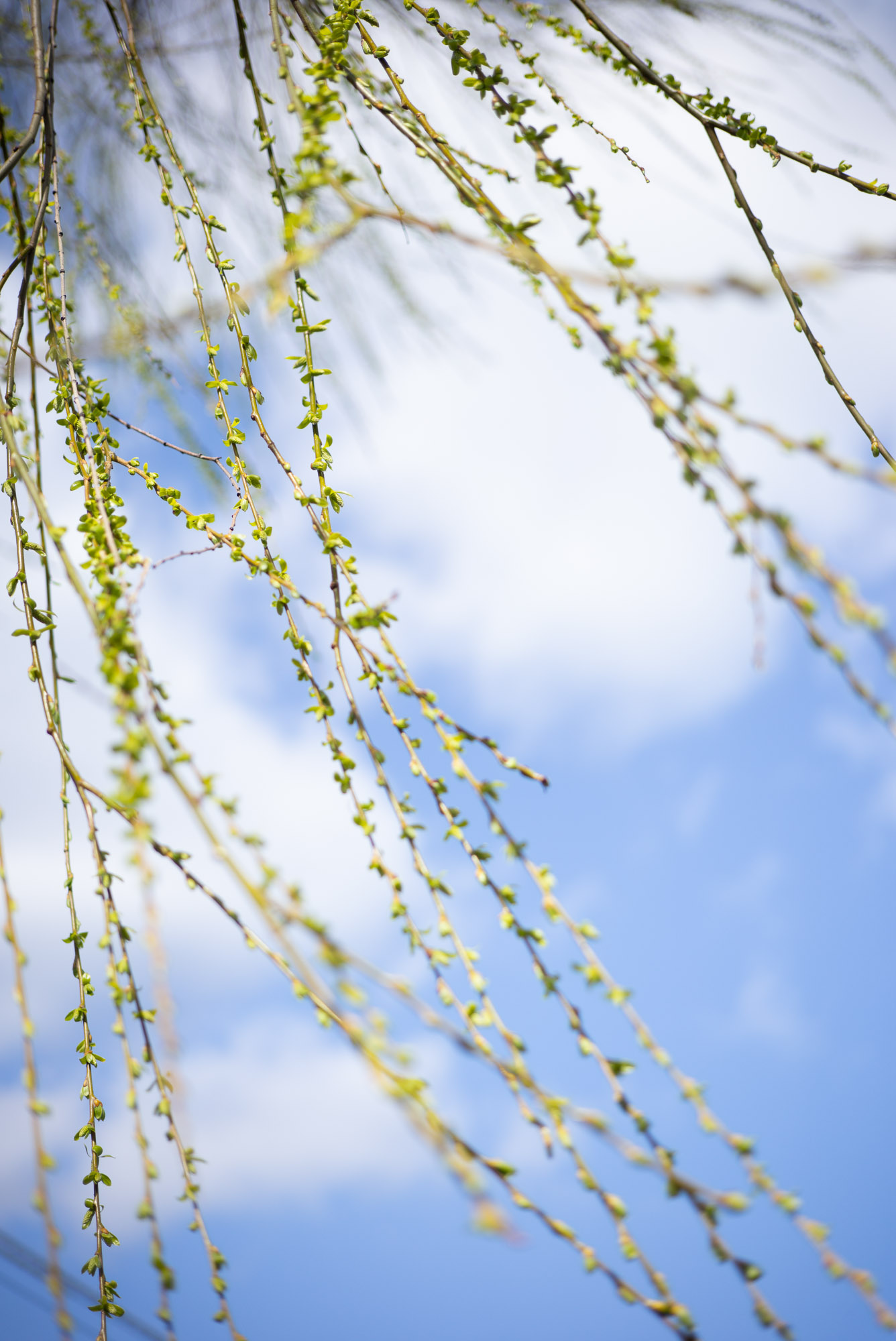 出町柳 新緑が出始めた柳