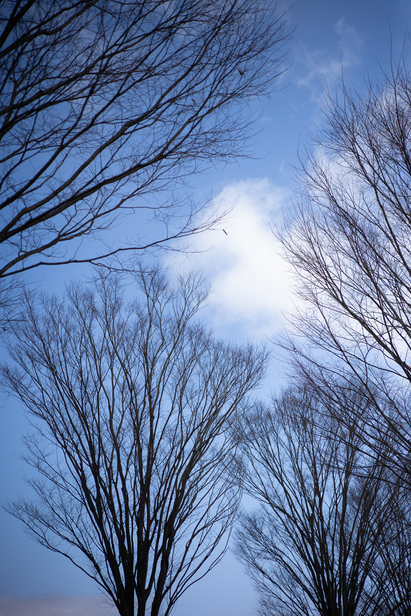 滋賀の公園の木々