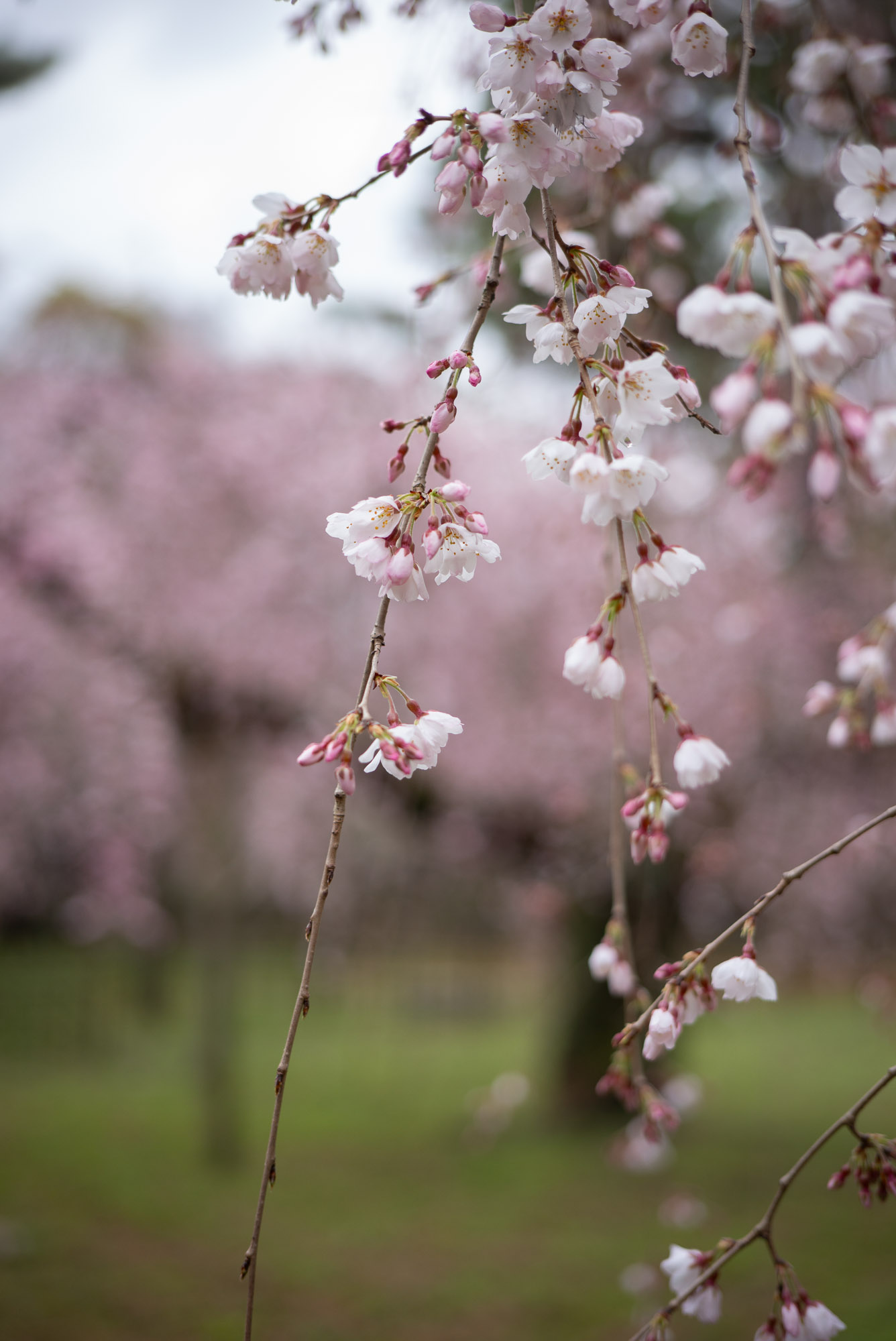 御所の糸桜