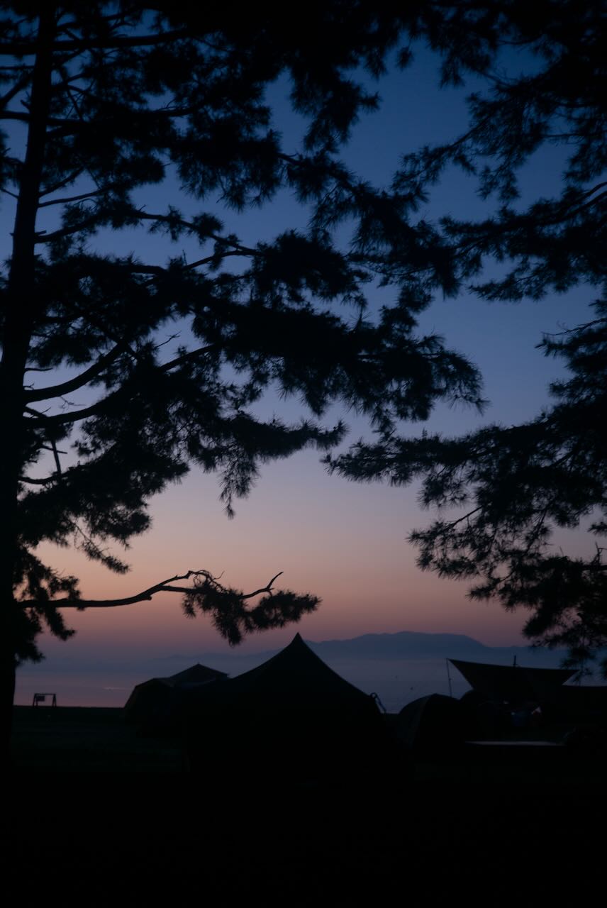 堀川通のイチョウ並木