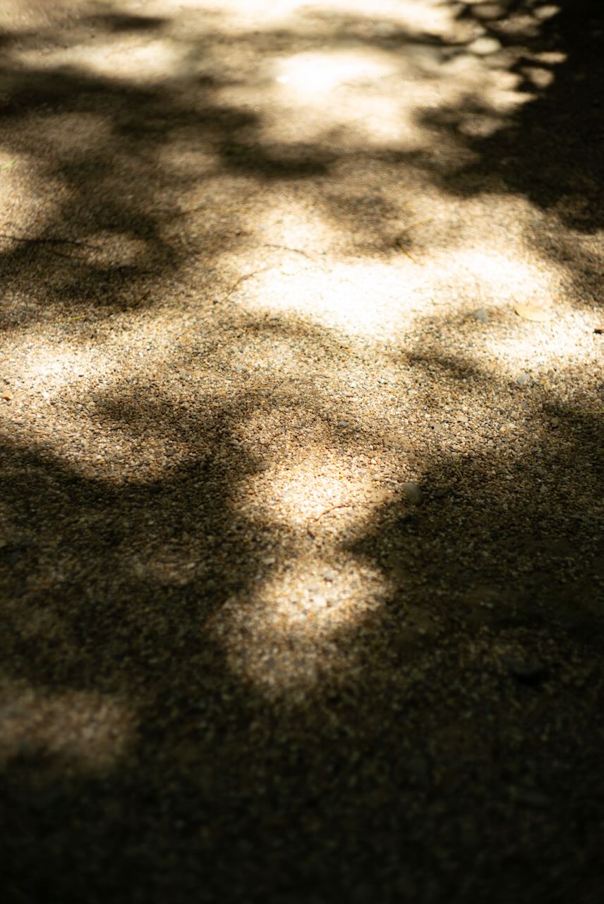 京都植物園の松ぼっくり