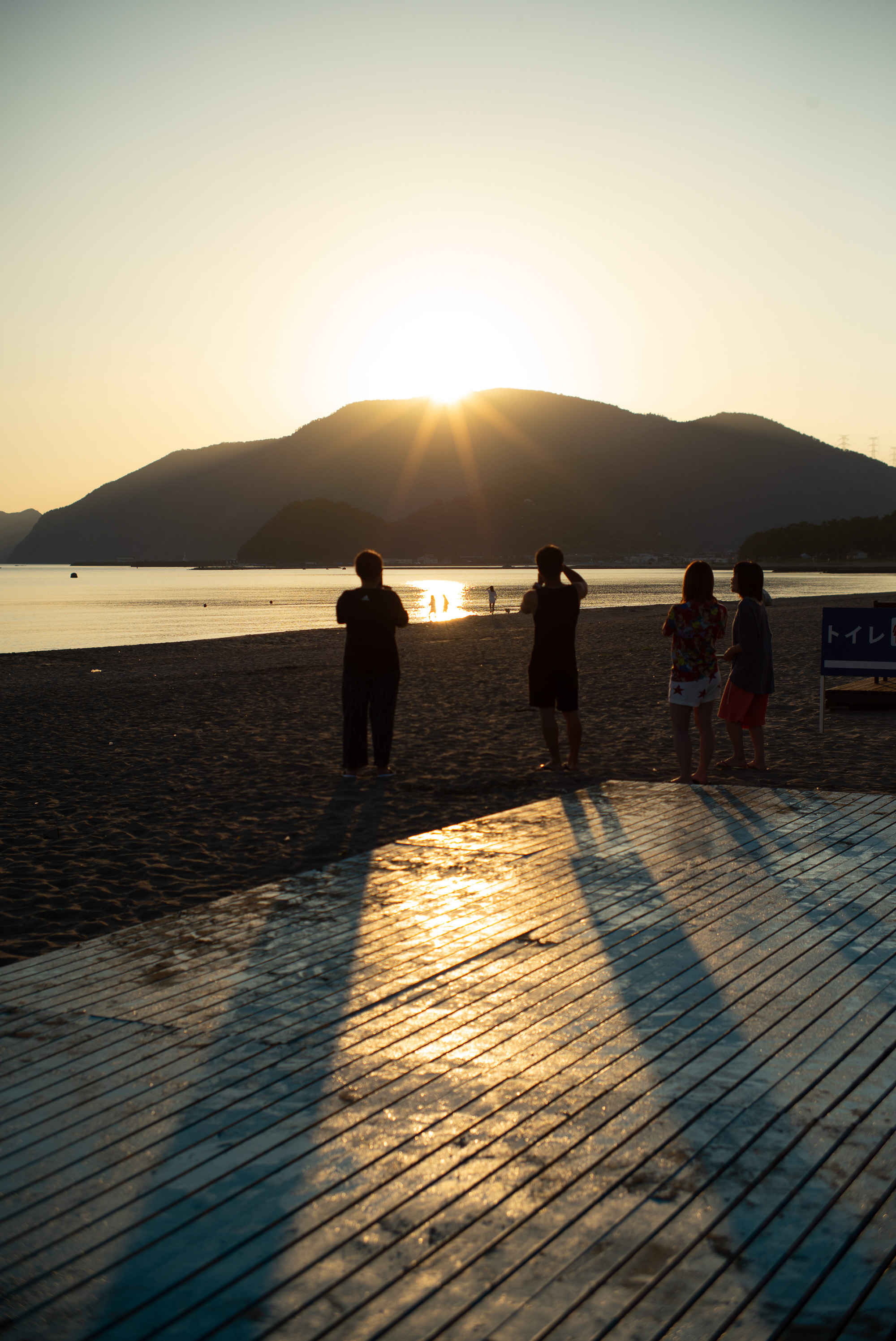 京都植物園の松ぼっくり