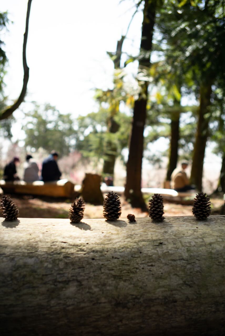 京都植物園の松ぼっくり