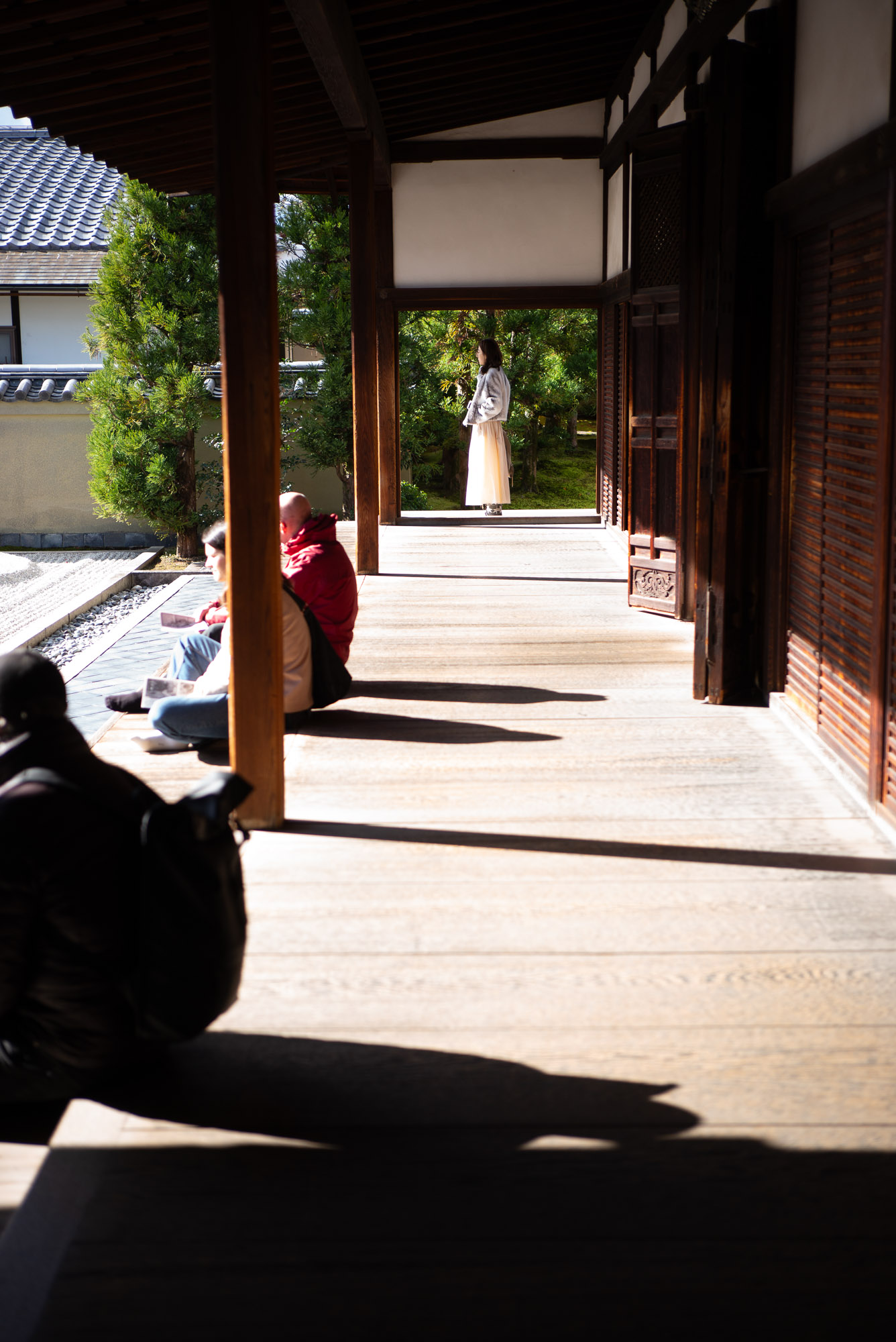 京都植物園の松ぼっくり