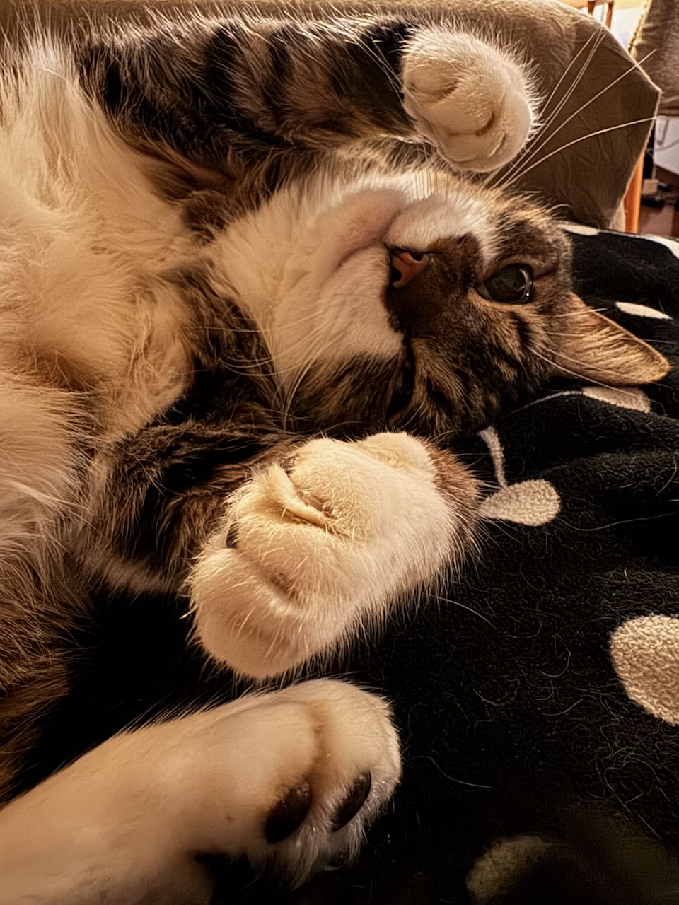 ぽんちょタイムにゴロゴロ