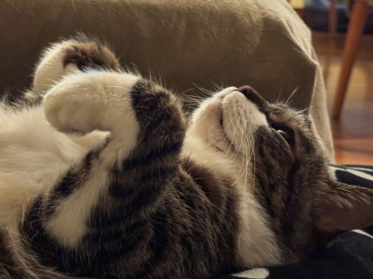 ぽんちょタイムにゴロゴロ