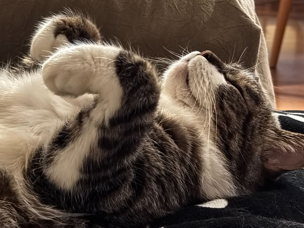 ぽんちょタイムにゴロゴロ