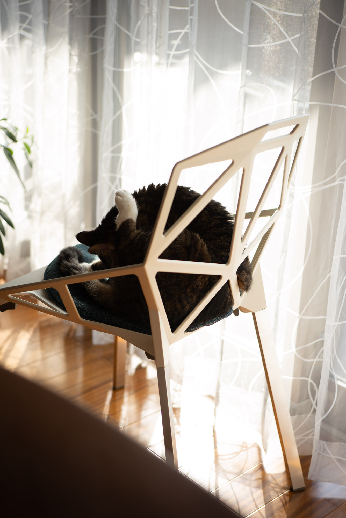 にゅっと上がる足