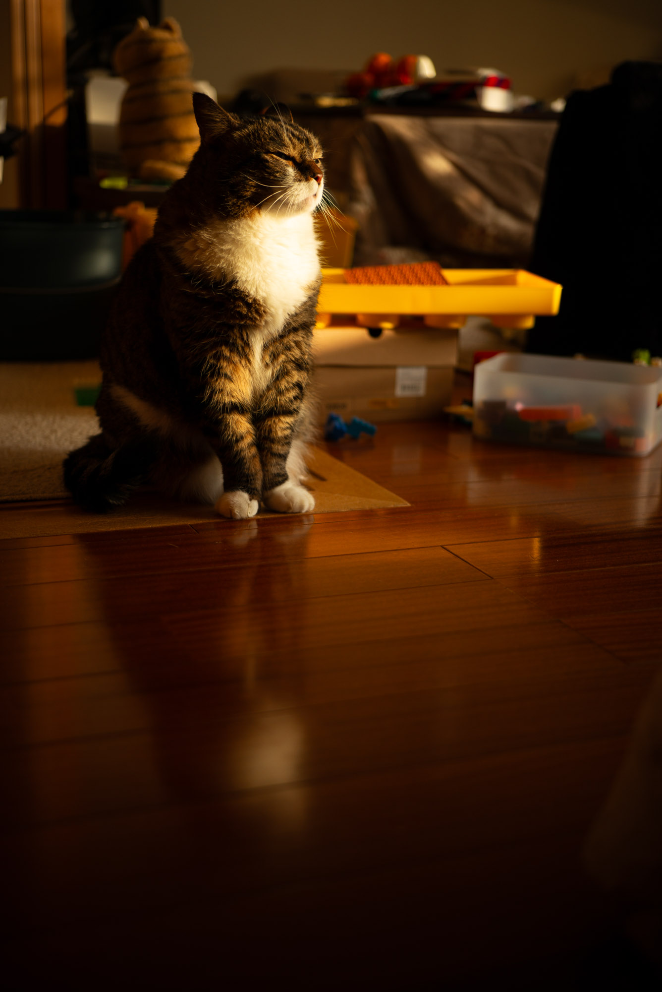 夕日を浴びて ご飯を待つぽんちょ