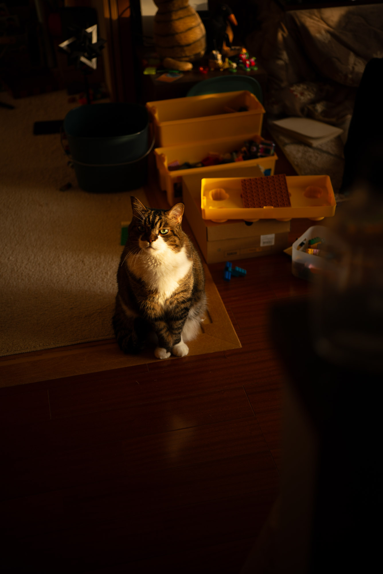 夕日を浴びて ご飯を待つぽんちょ